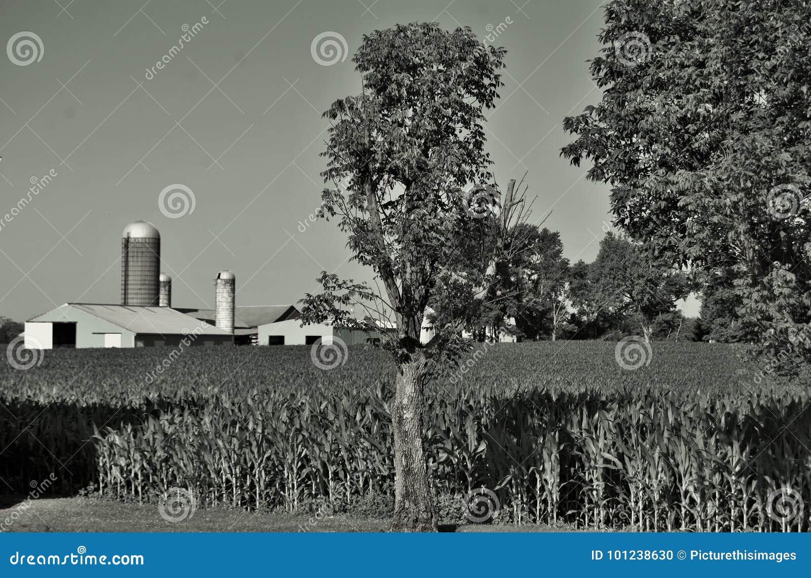 Black and white farm stock photo. Image of agriculture 101238630