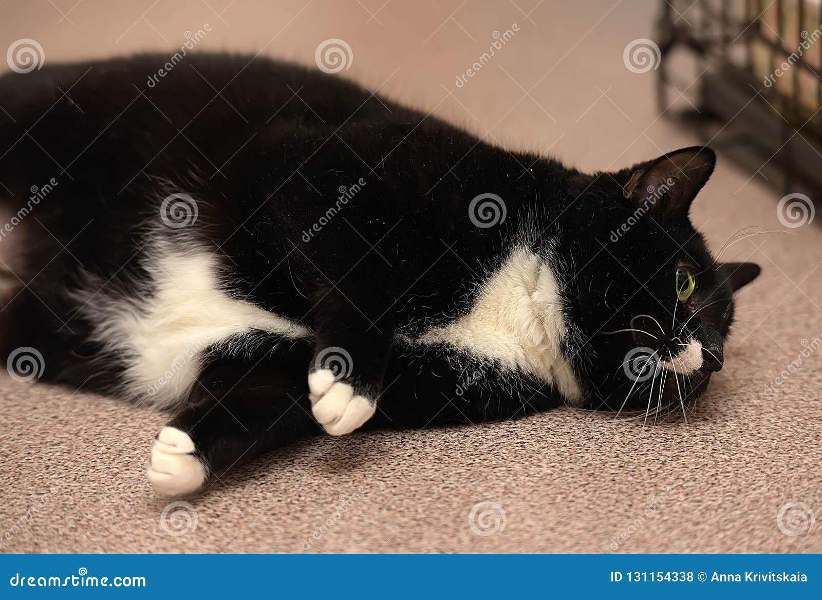 Fat white and black cat