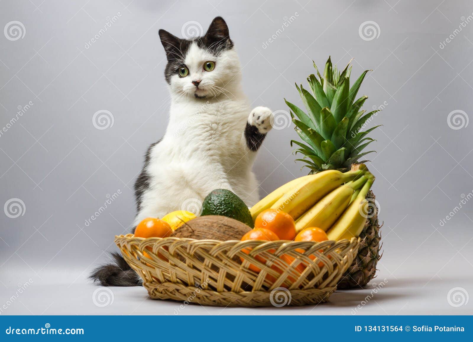 Black and White Fat Cat Raised a Paw Over a Basket of Tropical Fruits ...