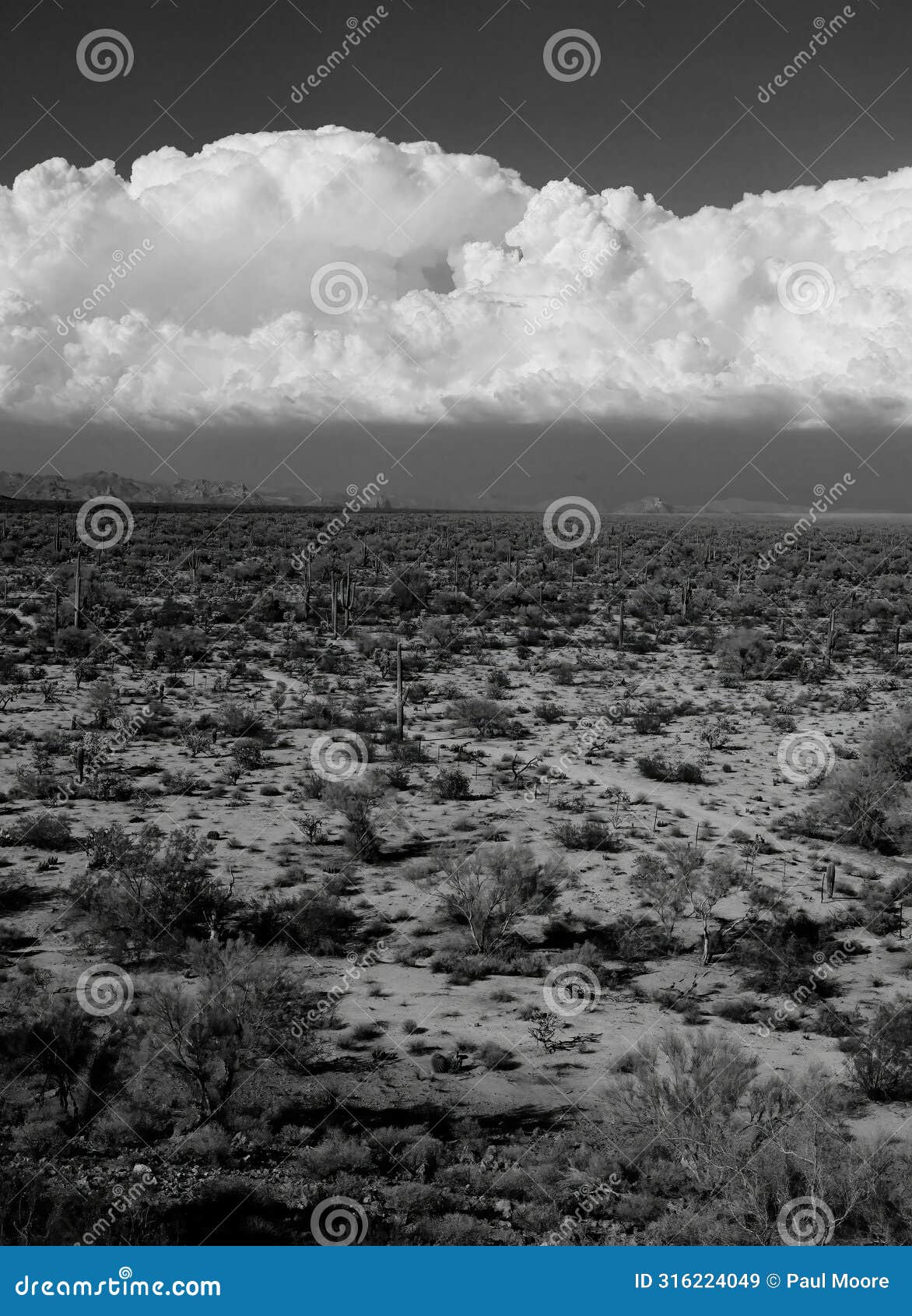 film image sonora desert arizona monochrome