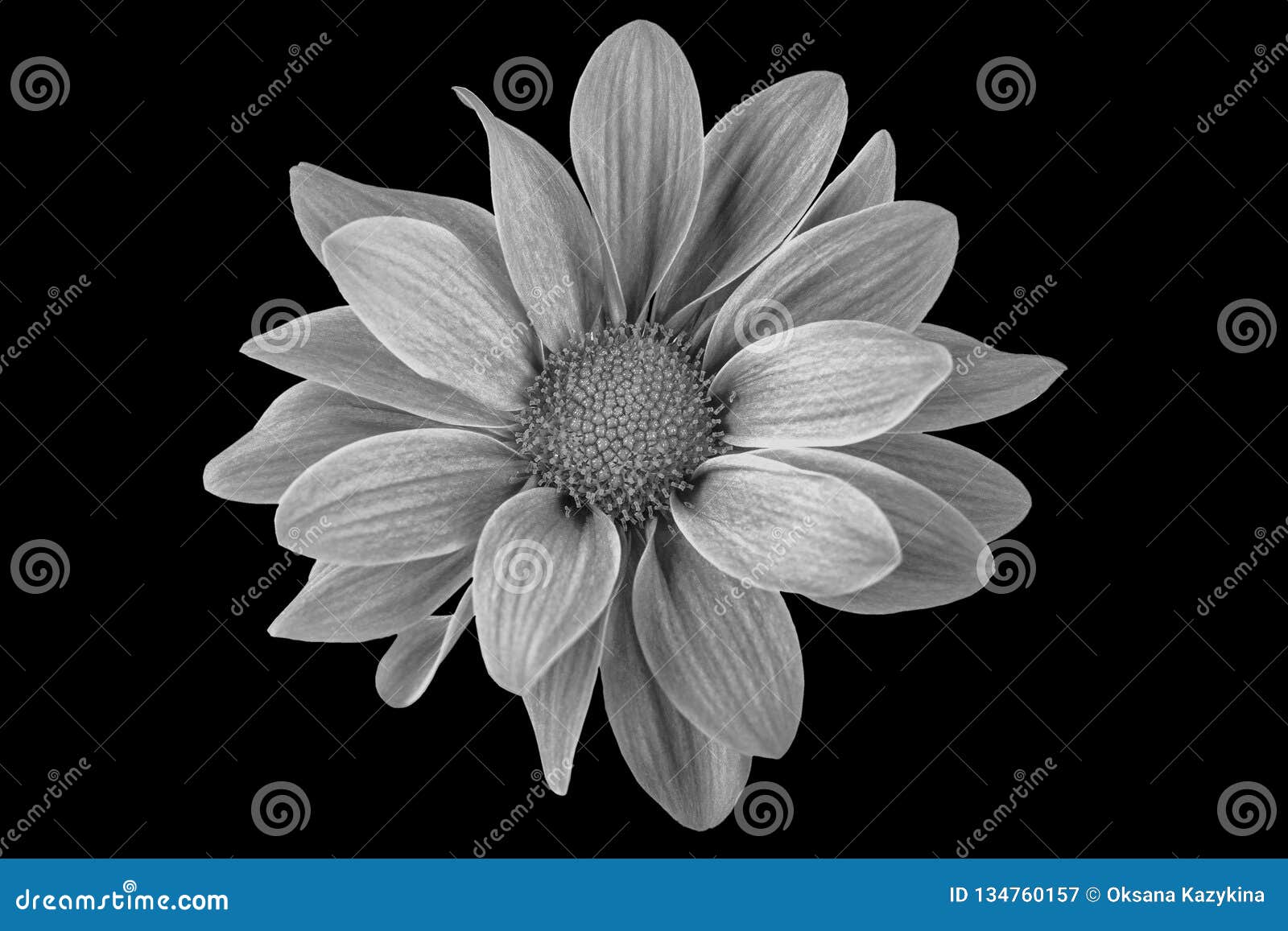 Black and White Flower in Isolation on a Black Background. for Designers  Stock Image - Image of floral, artistic: 134760157