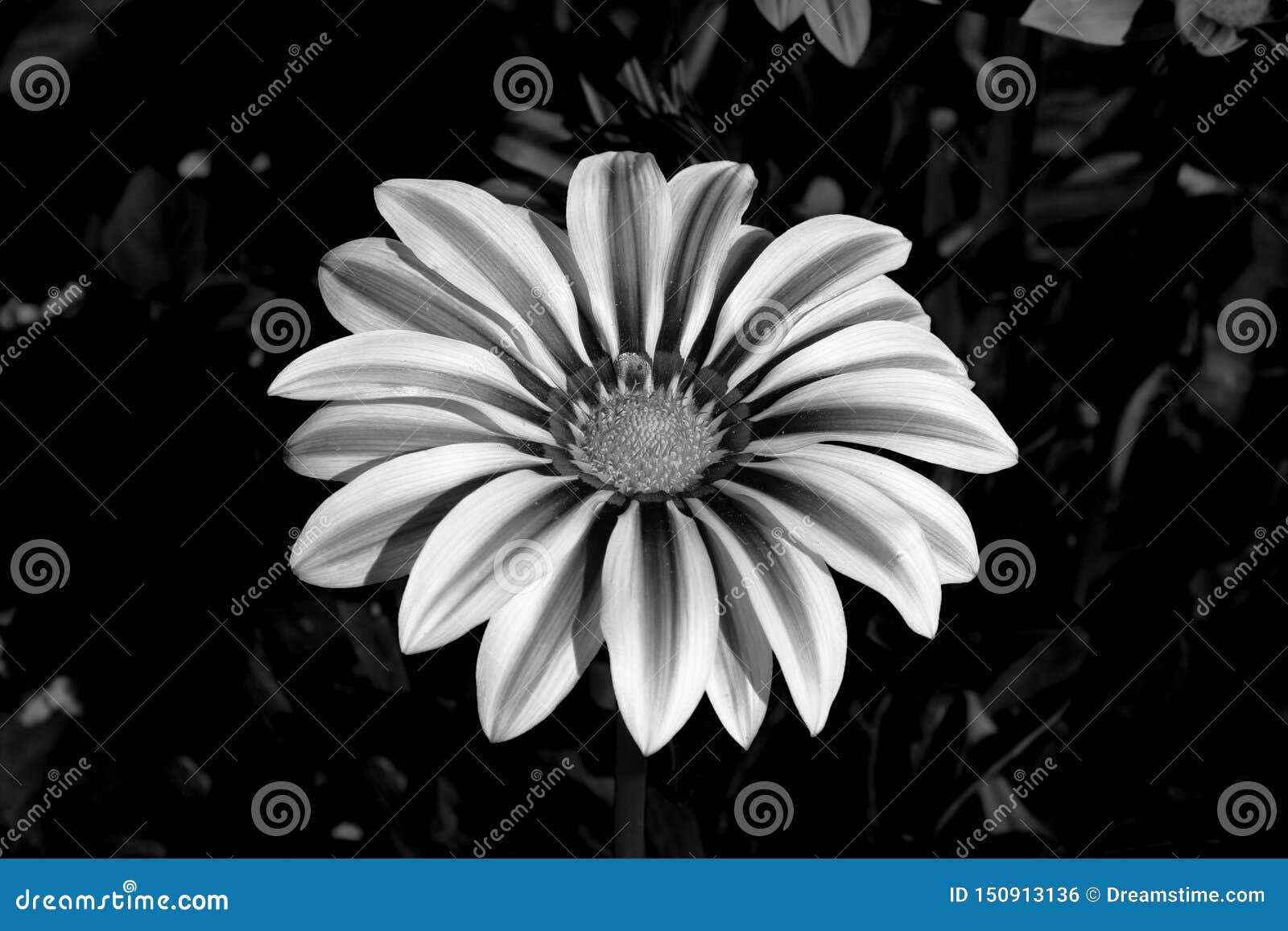 Black and White Flower stock photo. Image of spring - 150913136