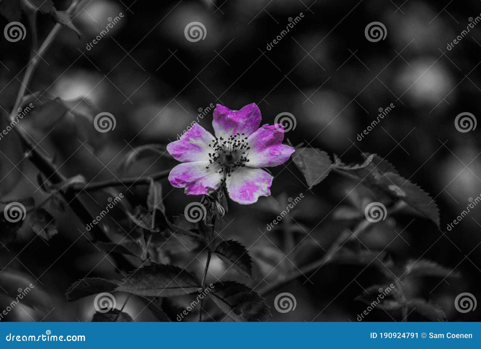 black and white flower photograph purple lila