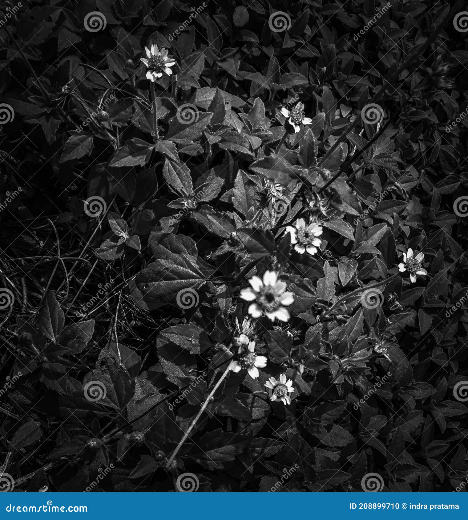 Black and White Flower Tree Stock Photo Image of tree, flower 208899710