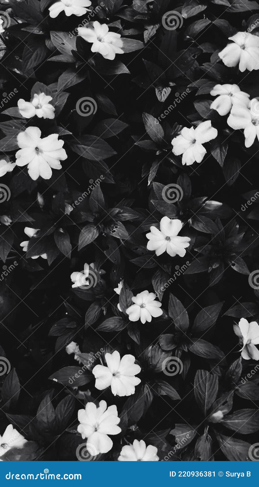 black white flower wallpaper