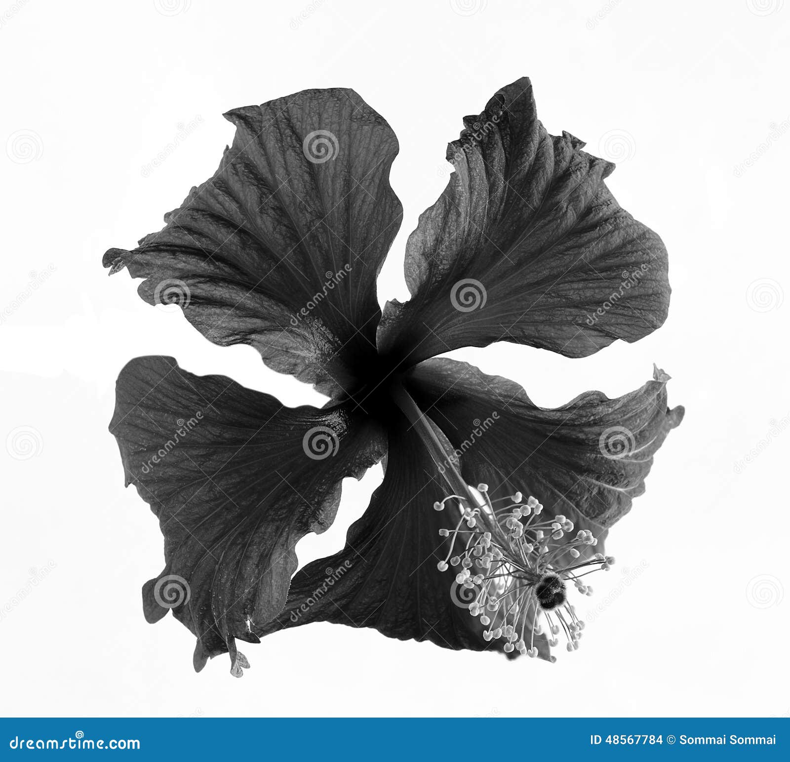 Black and White Flowers on White Background Stock Photo Image of