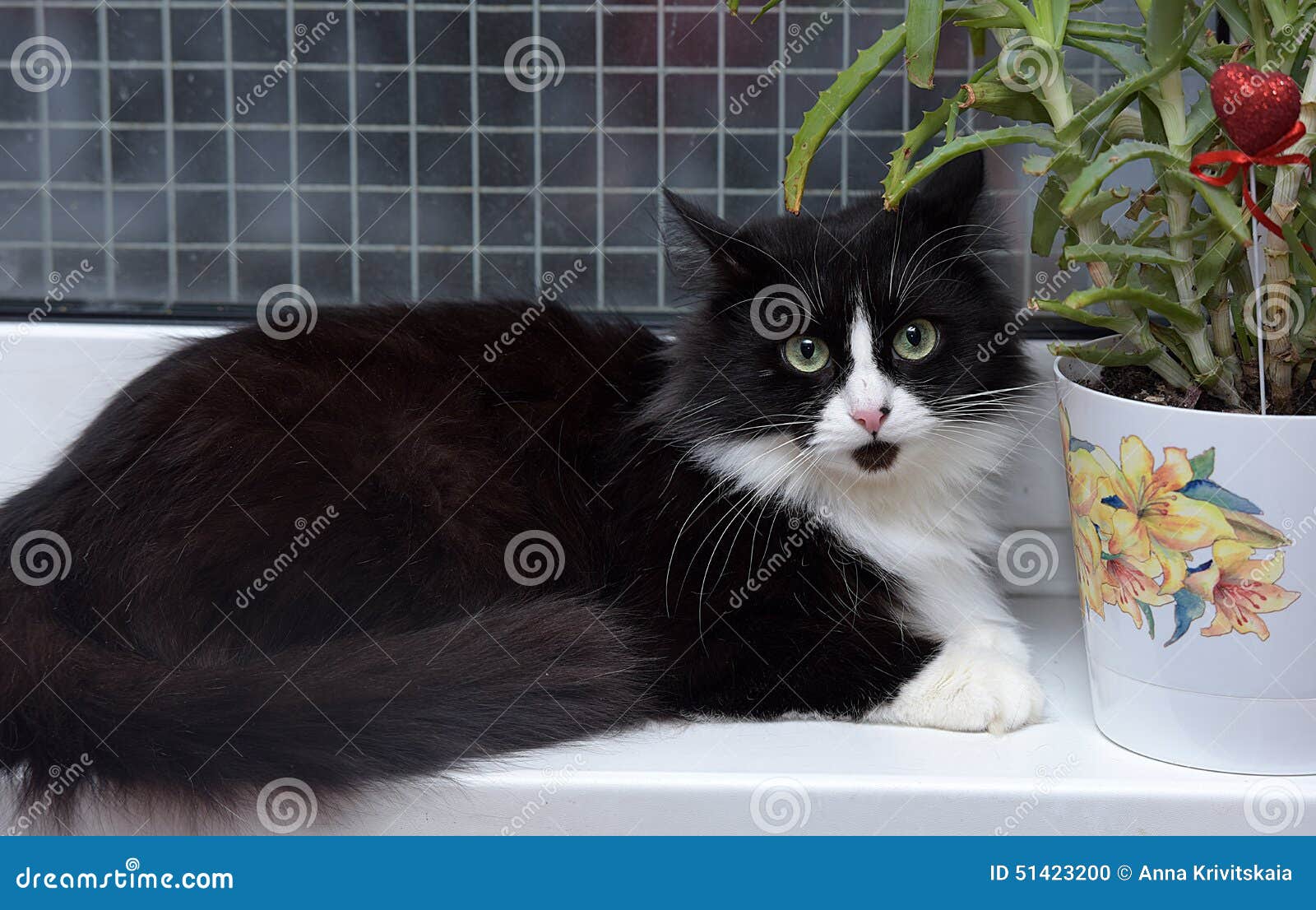 black white fluffy cat