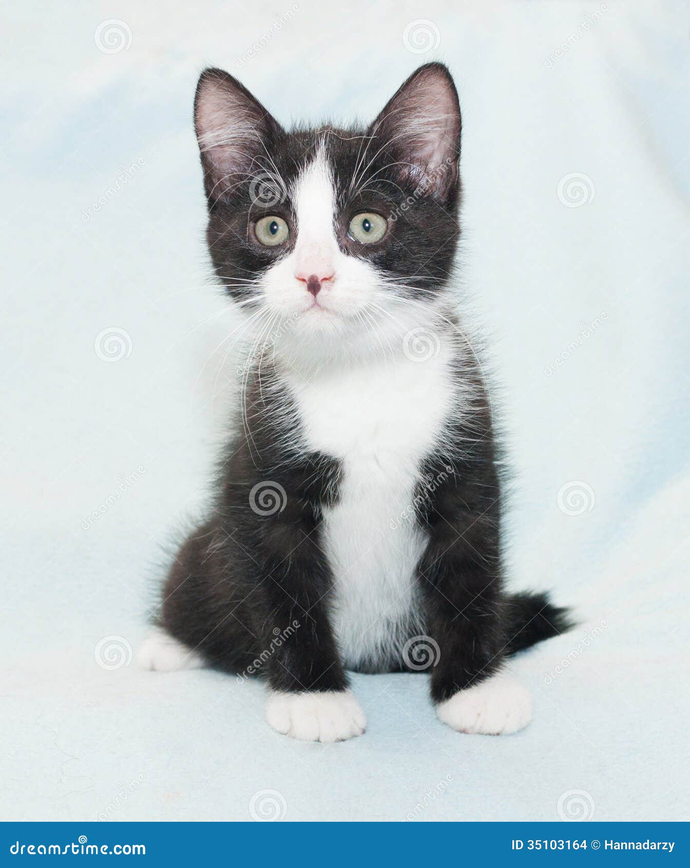 Black And White Fluffy Kitten Sitting Stock Images - Image: 35103164