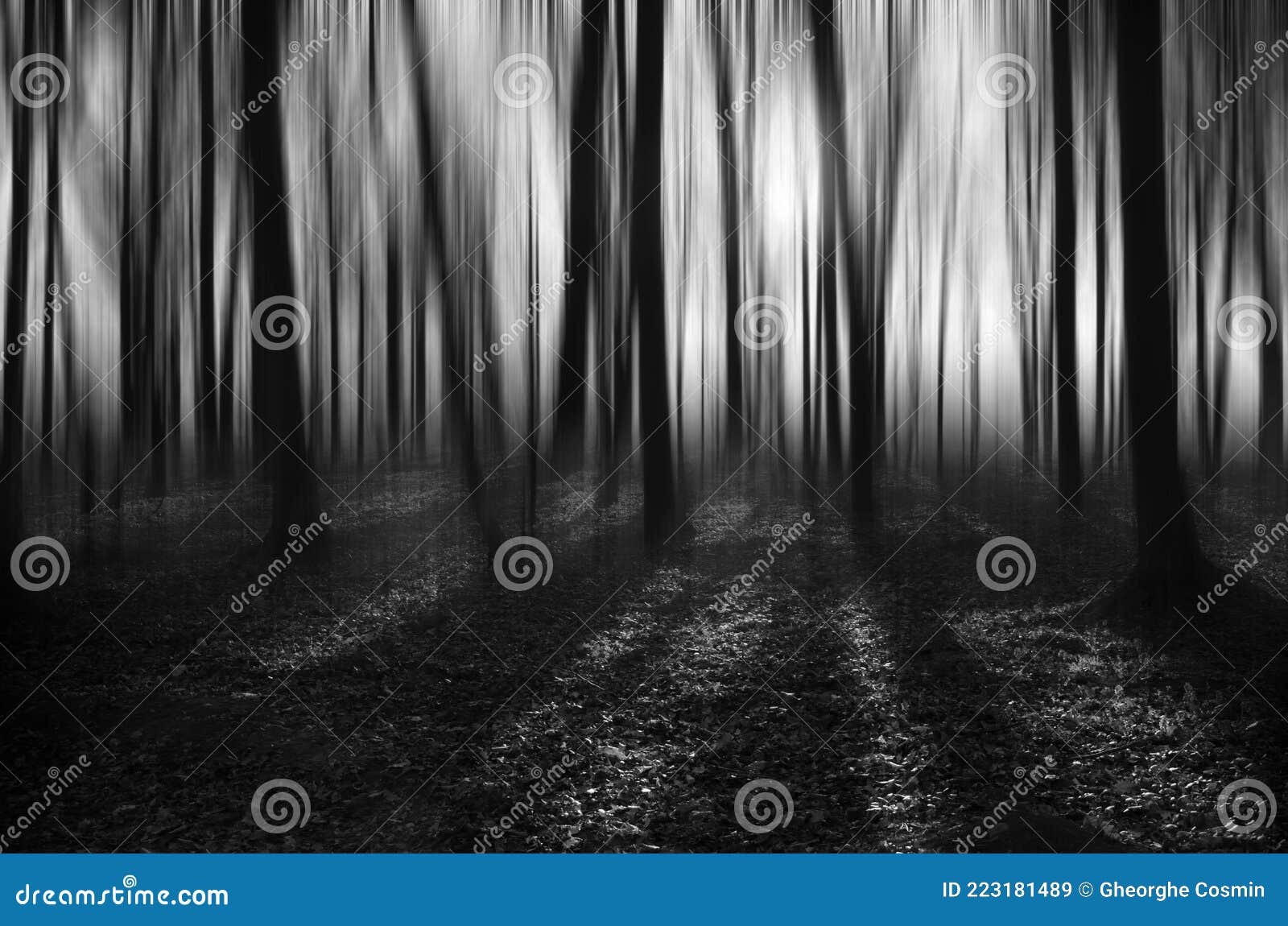 Black and White forest stock image. Image of forest 223181489