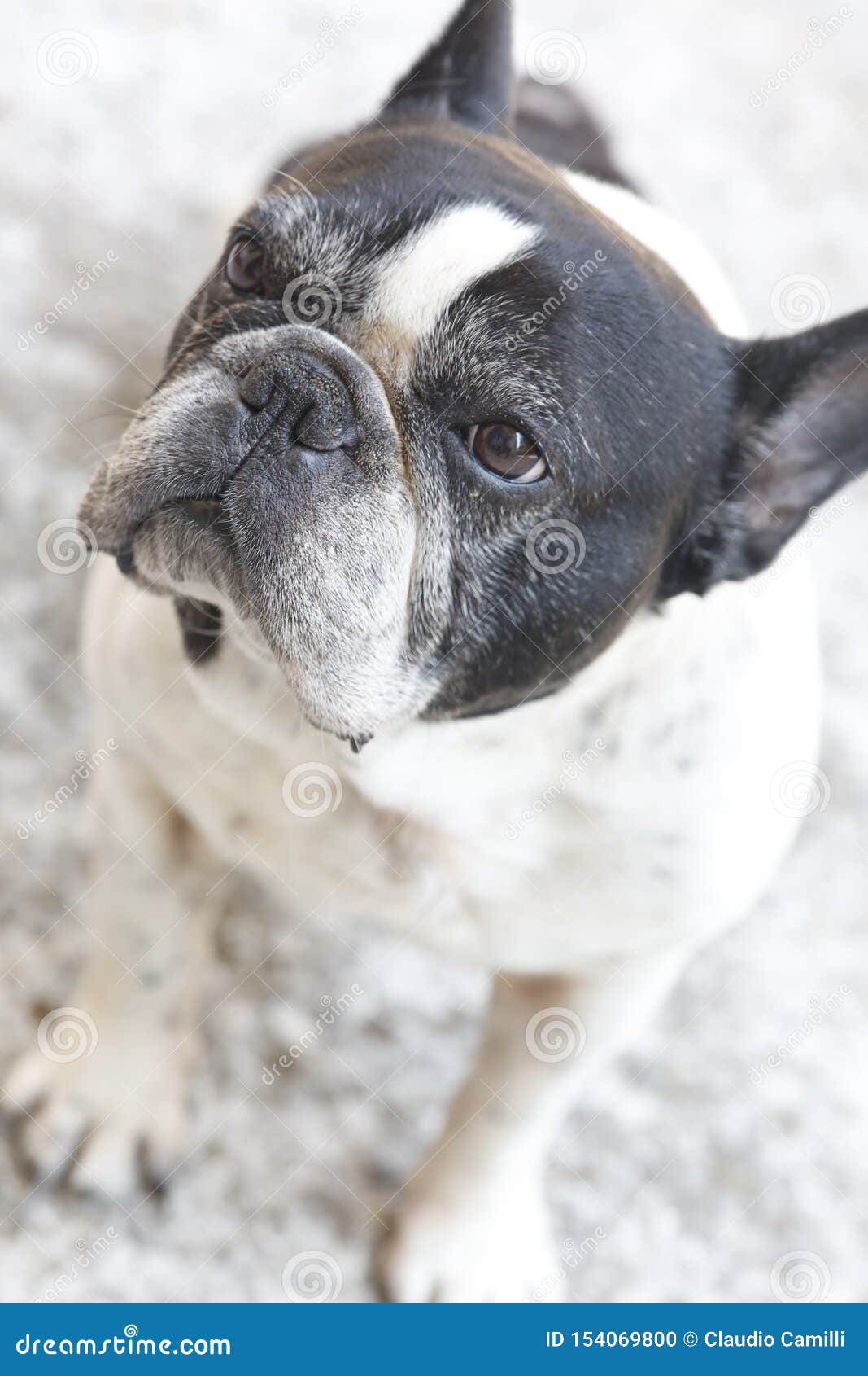 Black and White French Bulldog Stock Photo - Image of bulldog, serious ...