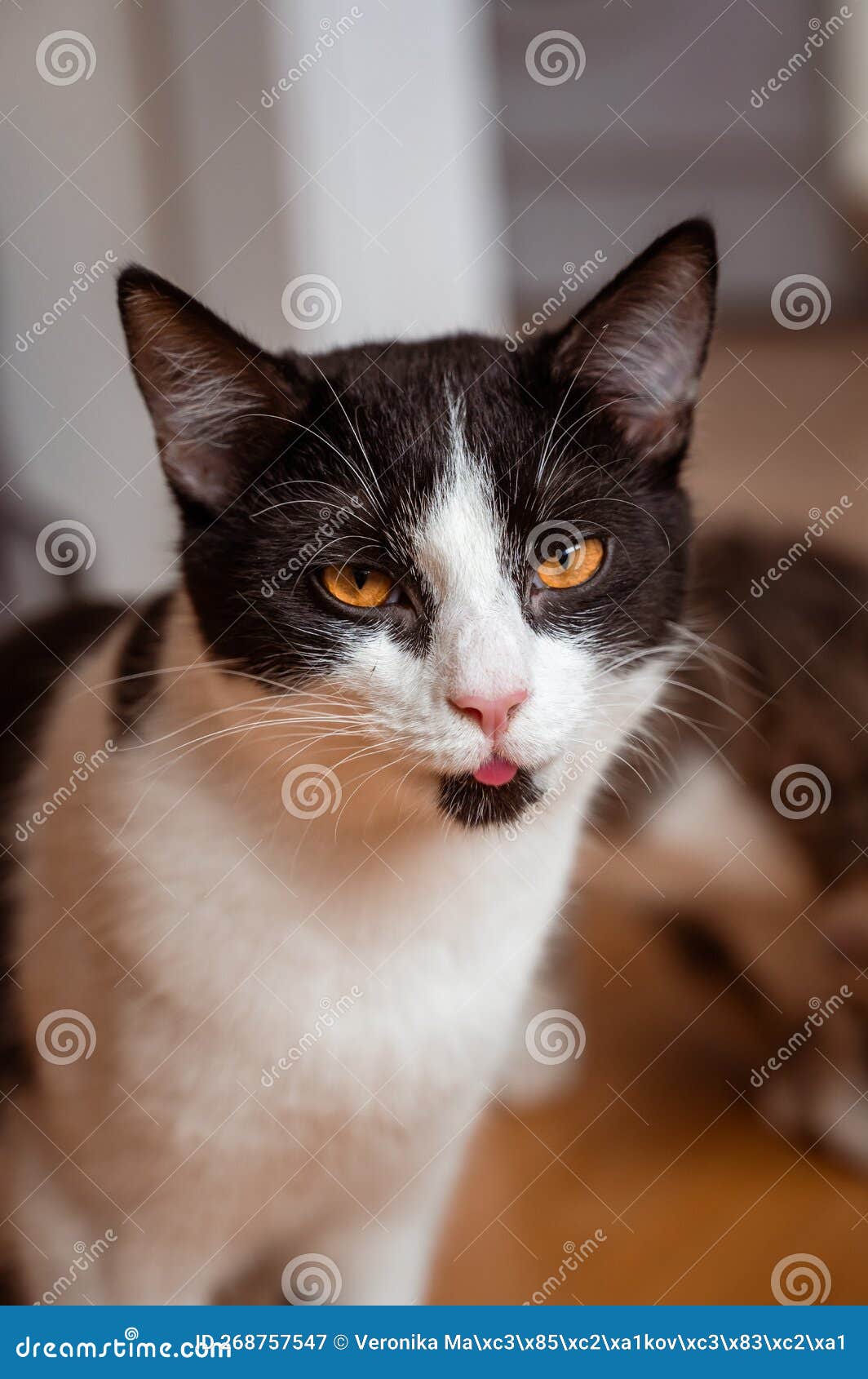 black and white funny meme cat looking into camera giving grumpy expressions. looking confused staring beyond the camera. a cat