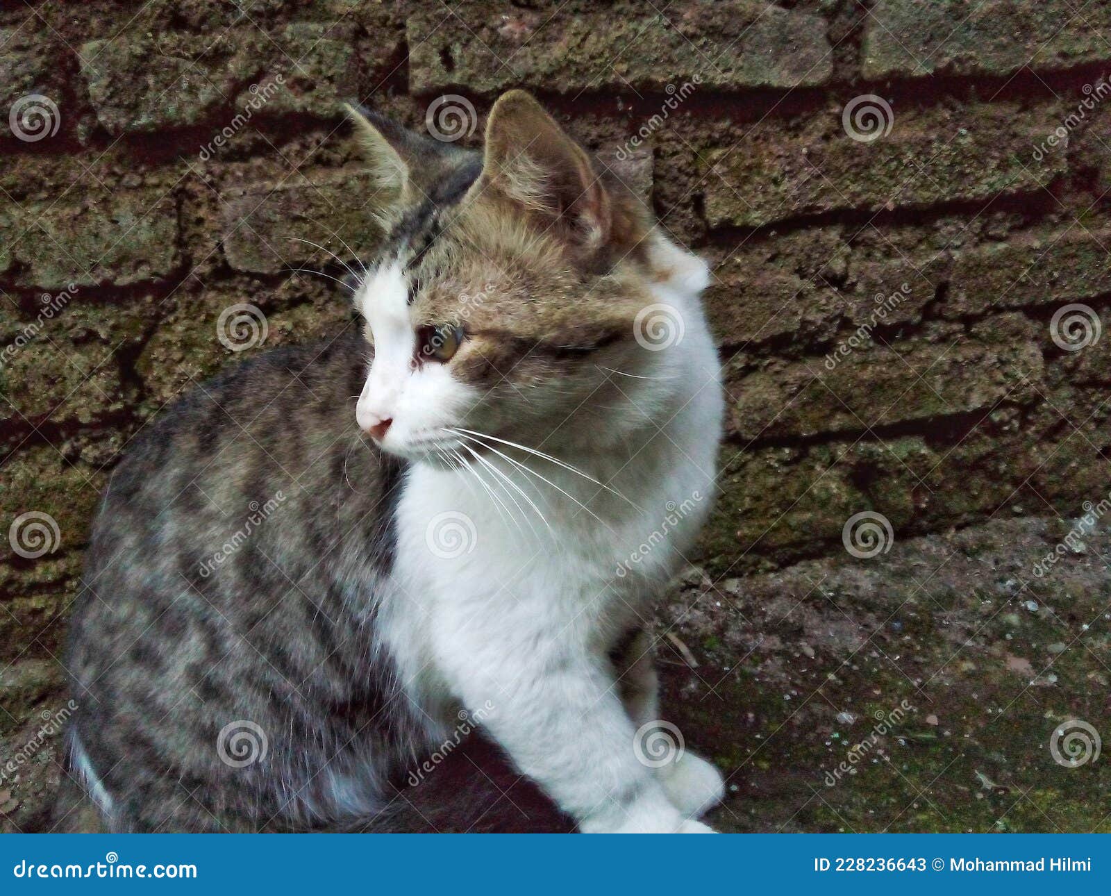 Black White Fur Male Cat Head Look Back Stock Image Image of kitten, back 228236643