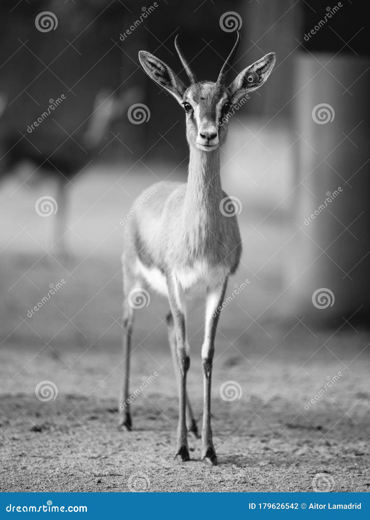 Black and White Gazelle Portrait Stock Photo - Image of goat, ecology:  179626542