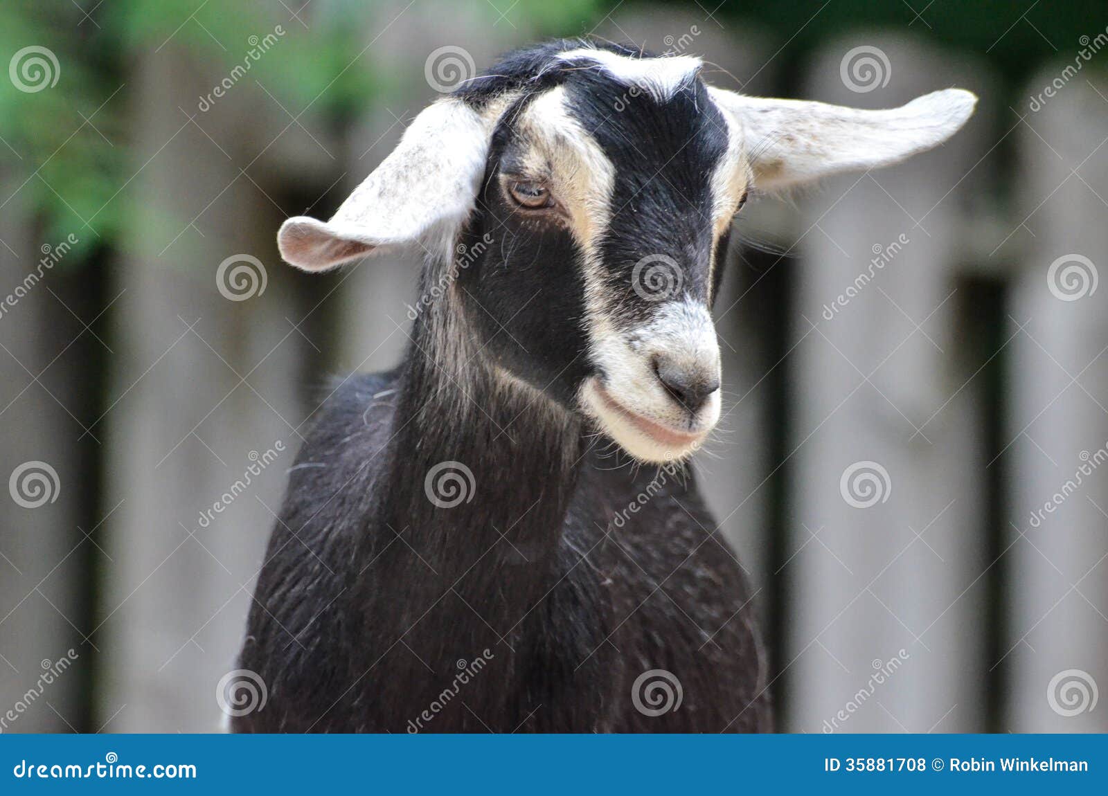 Black and white goat 4 stock photo. Image of mouth, peer 35881708