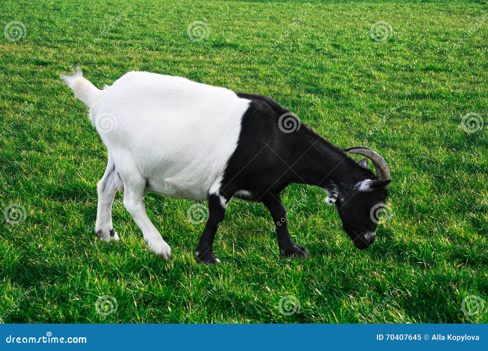 Black and white goat stock image. Image of grass, outdoors 70407645