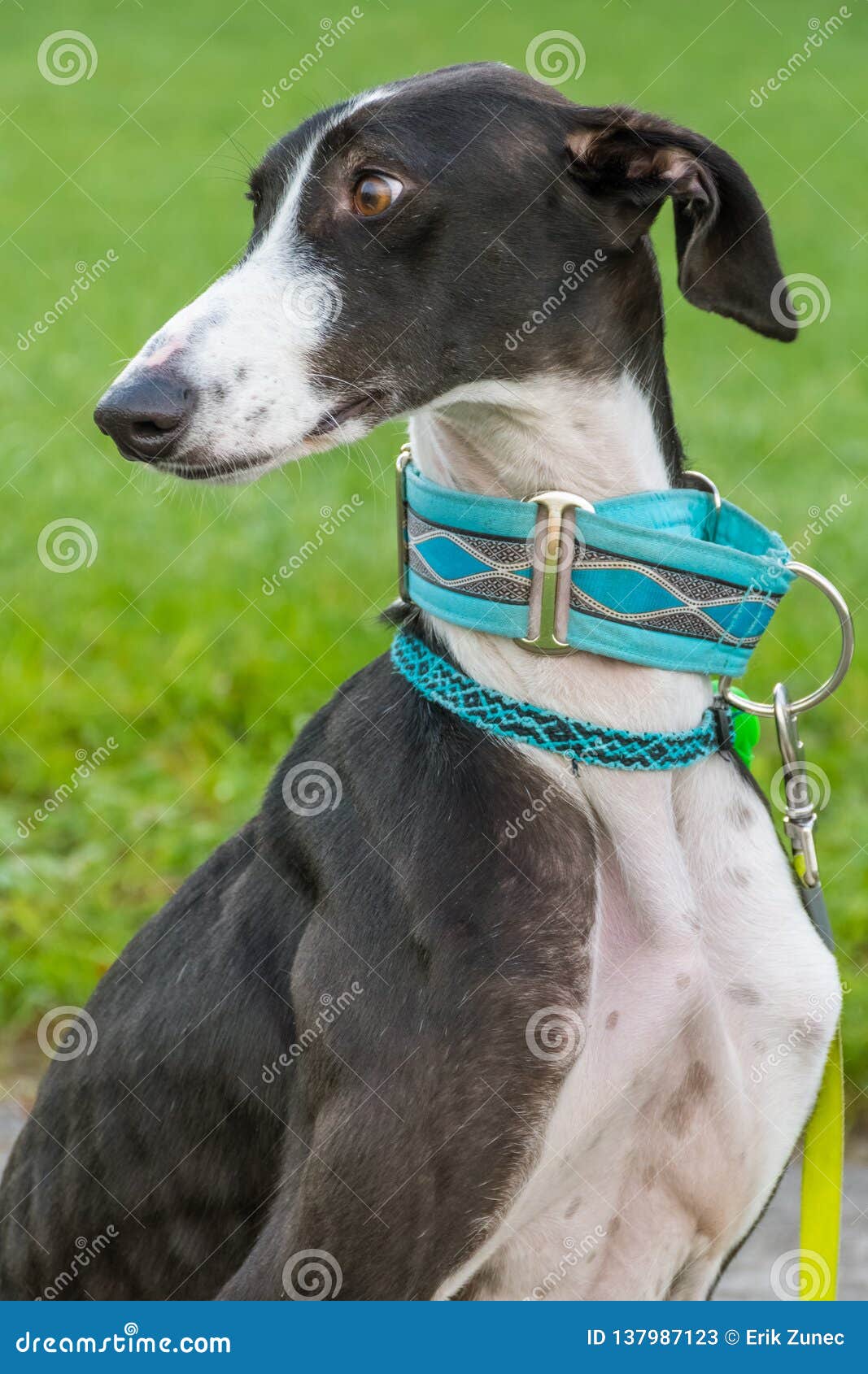 Black And White Greyhound Head Portrait Stock Image Image Of Park Portrait 137987123