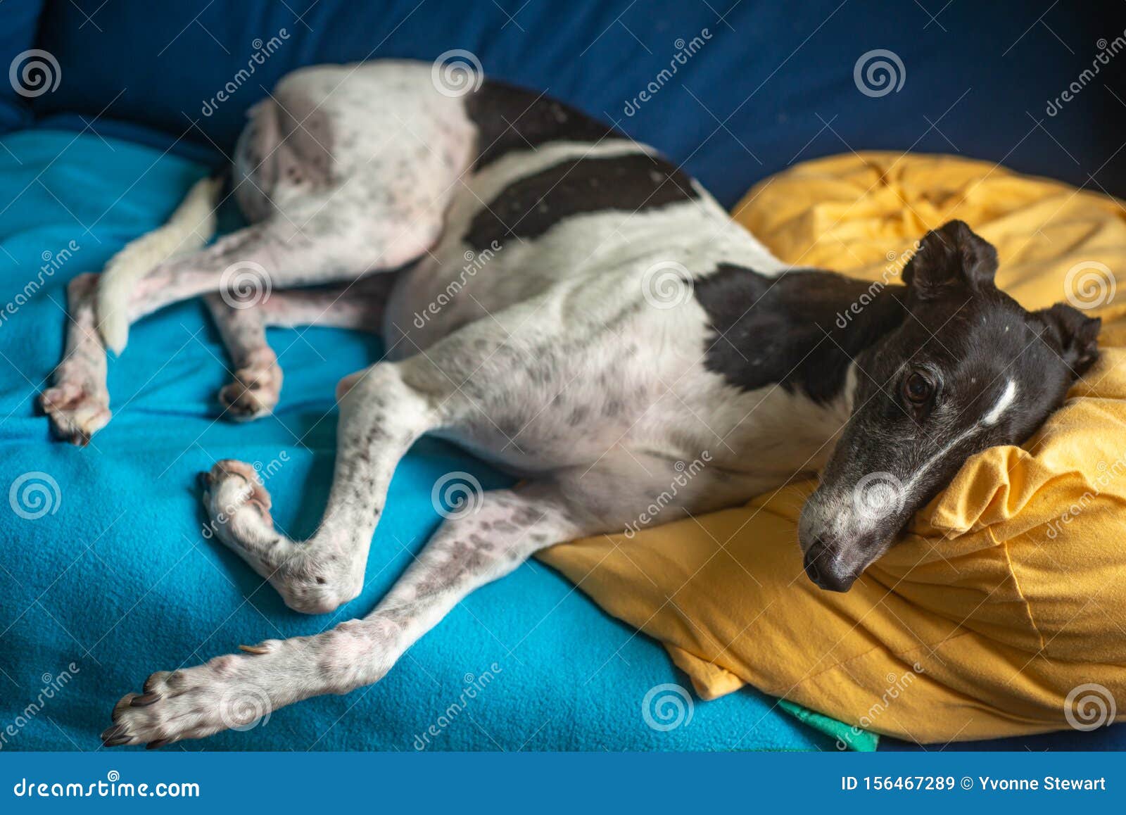 Black And White Greyhound Lying On A Sofa With A Pillow Under Its Head Stock Image Image Of Domestic Gray 156467289