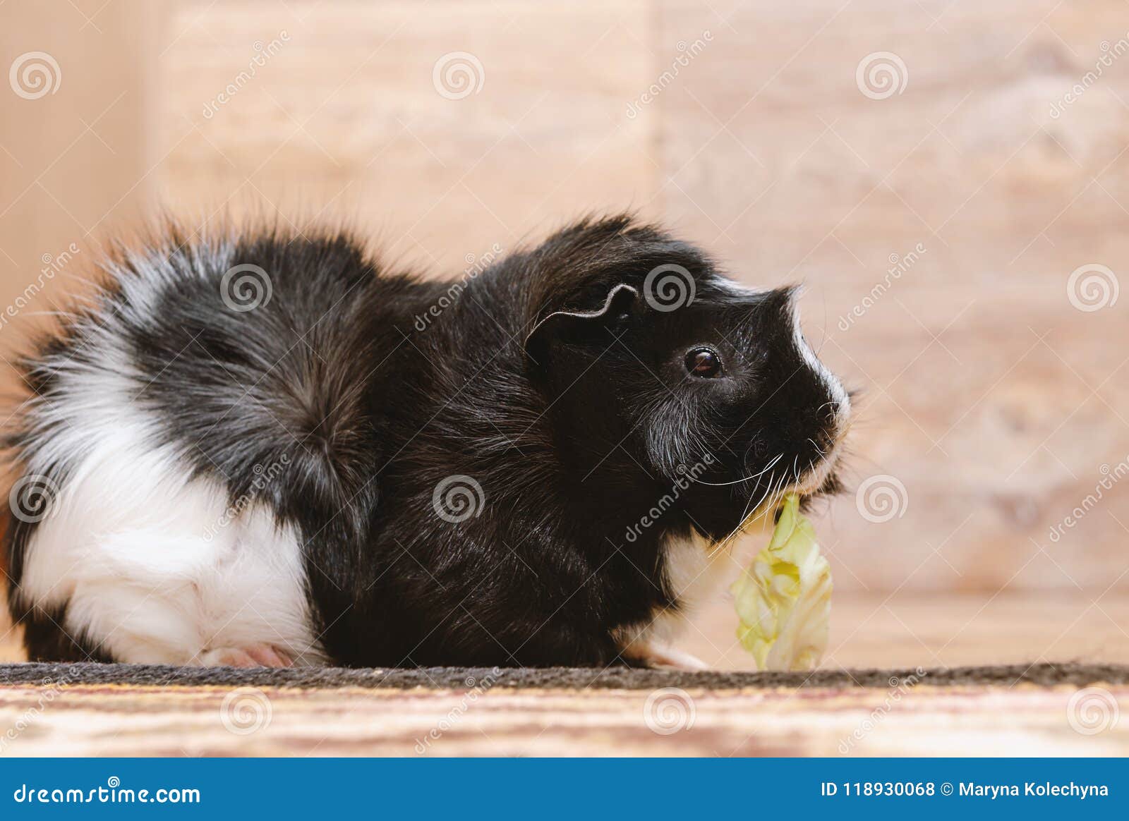 Guinea Pig Eating Cabbage Leaf. Stock Photo Image of small, domestic