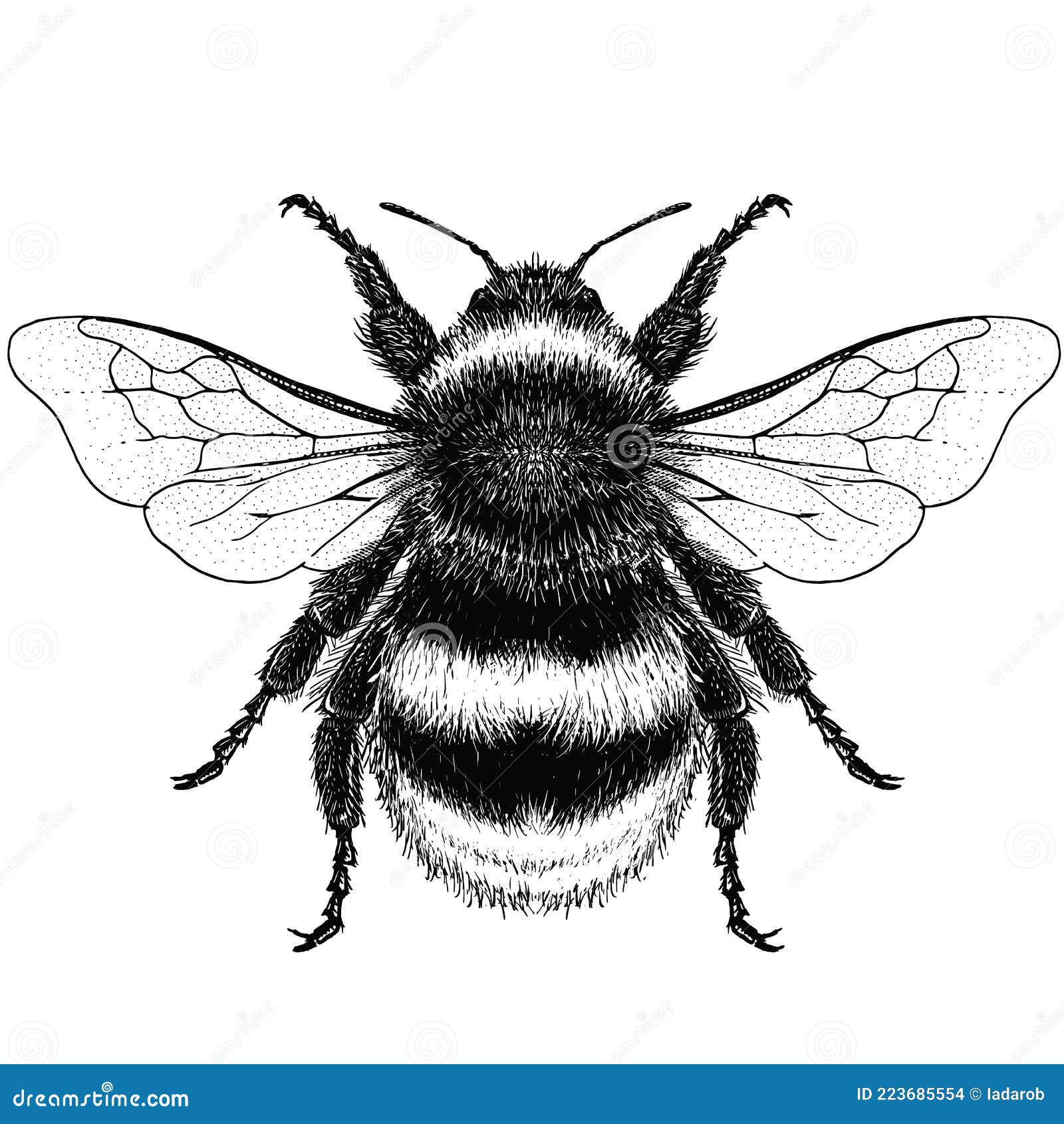 black and white  of male buff tailed bumble bee