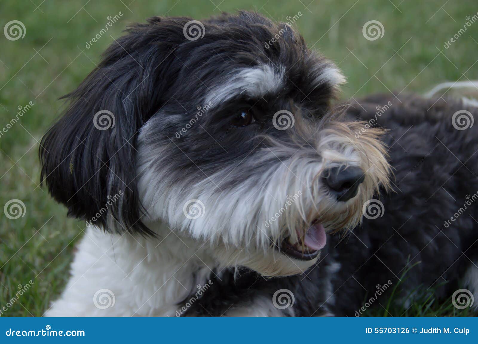 3 147 White Havanese Dog Photos Free Royalty Free Stock Photos From Dreamstime