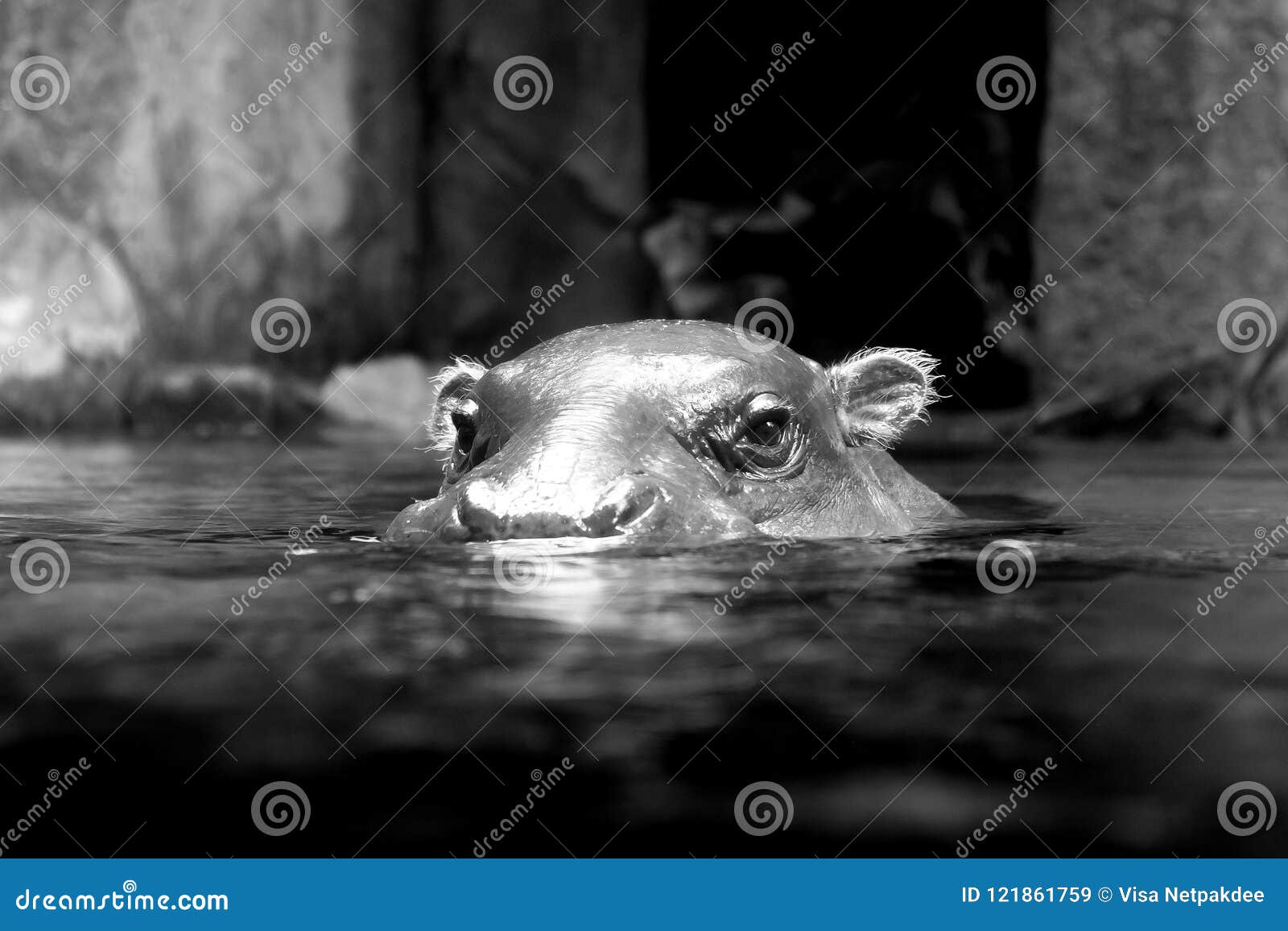 White Hippopotamus Stock Images - Download 2,195 Royalty Free Photos