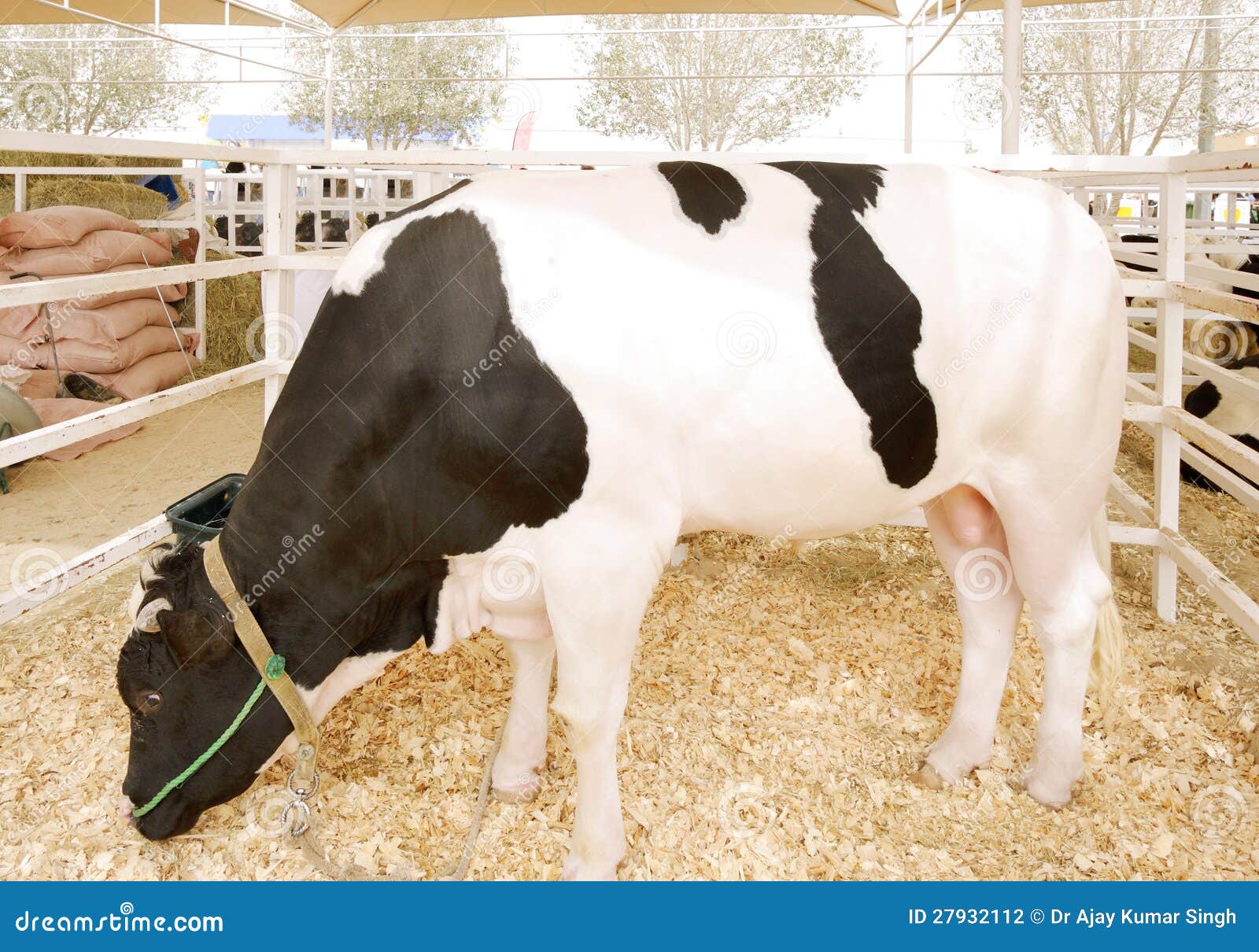 A Black And White Holstein Bull Grazing Stock Photo Image of tall
