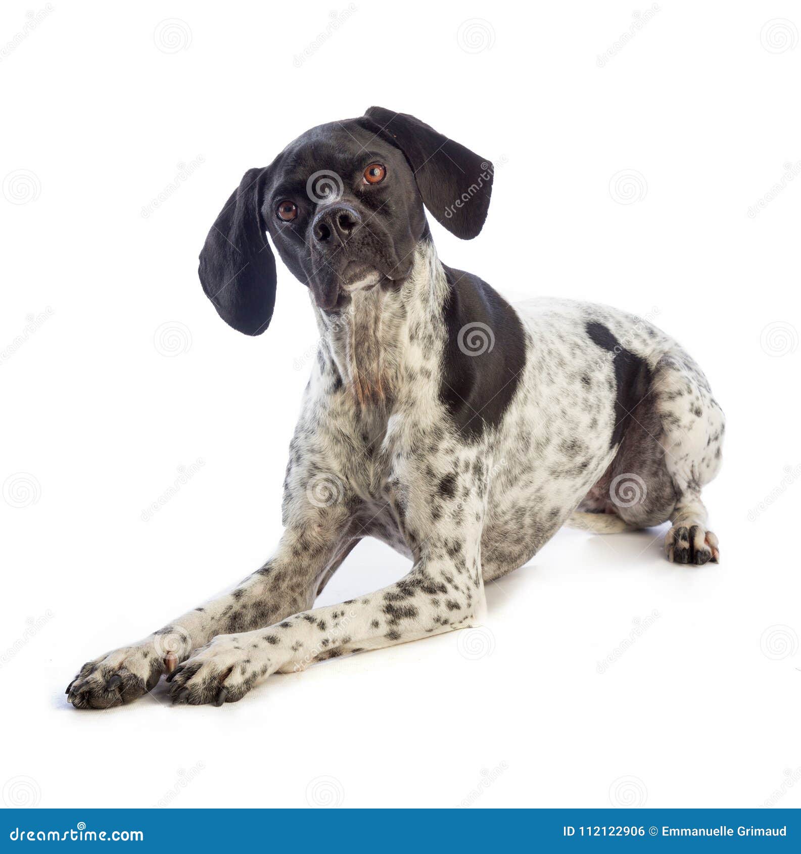 Black and White Hunting Dog Stock Photo Image of withe, dressage