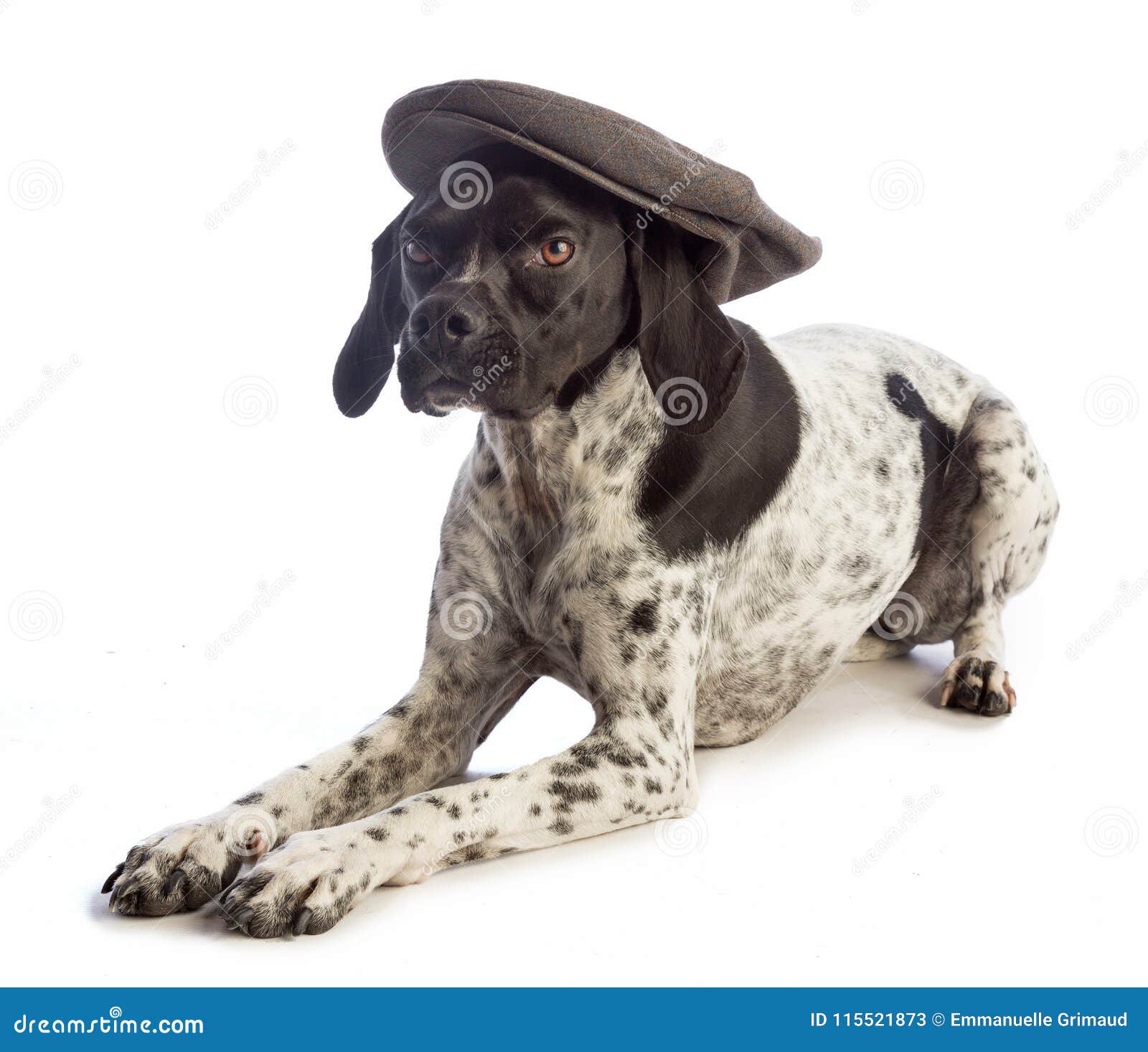 Black and White Hunting Dog with Cap Stock Image Image of dogs, stop
