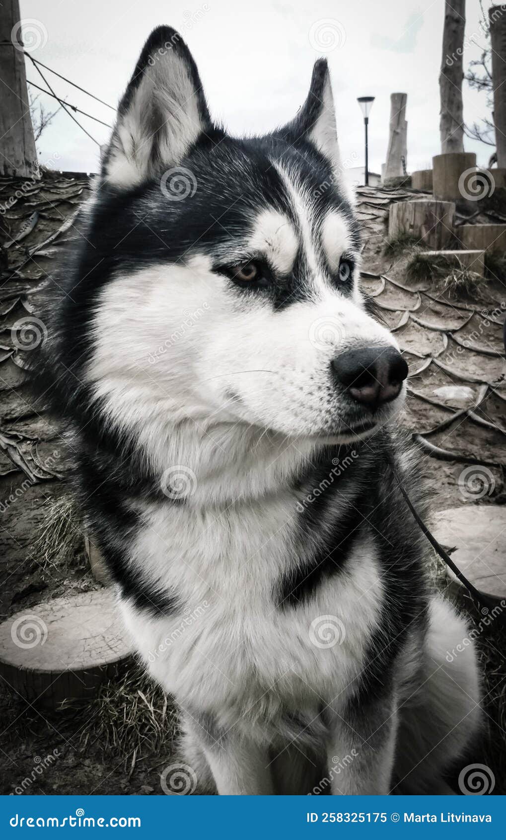 Black and white husky dog stock image. Image of black 258325175