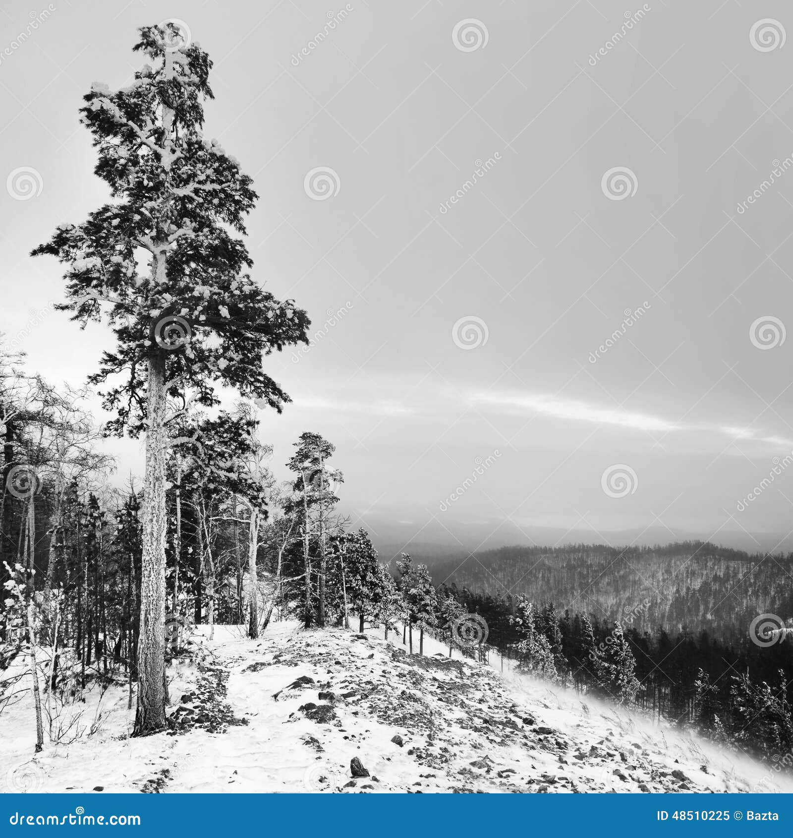 Tree on the mountain stock image. Image of beauty, forest 48510225
