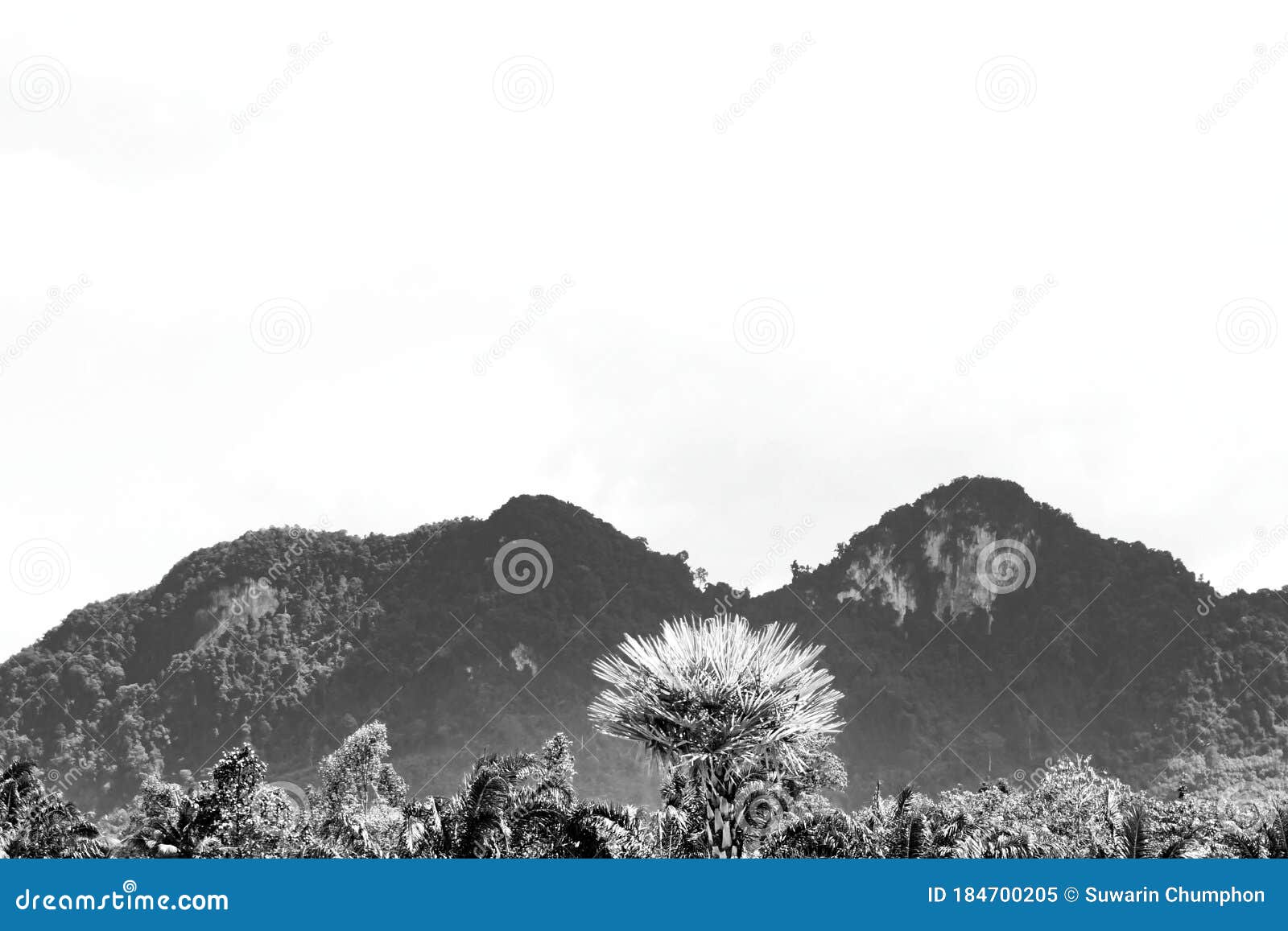 Black and White Images of Mountains and Trees Stock Image Image of