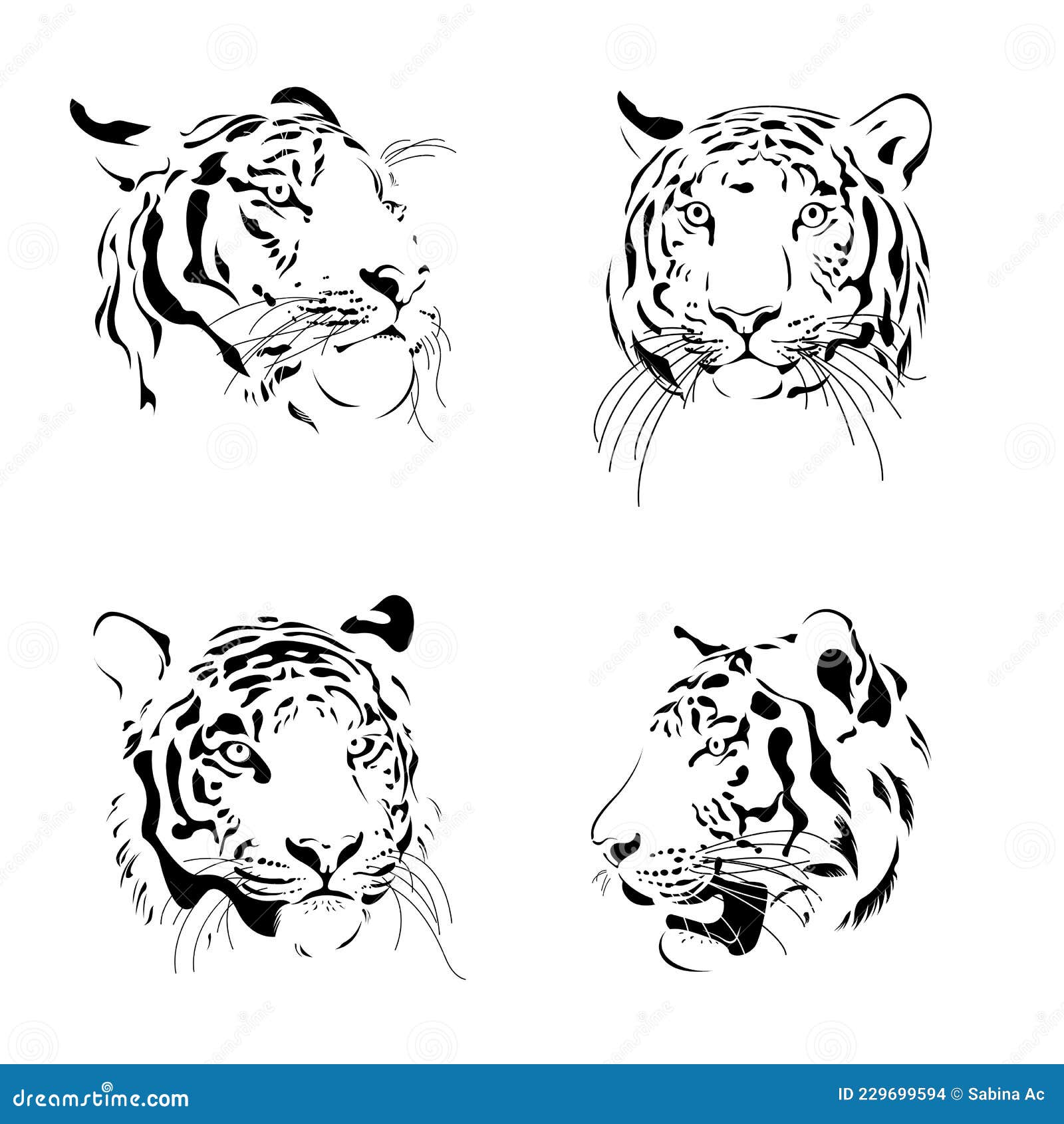 Tiger face drawing Black and White Stock Photos  Images  Alamy
