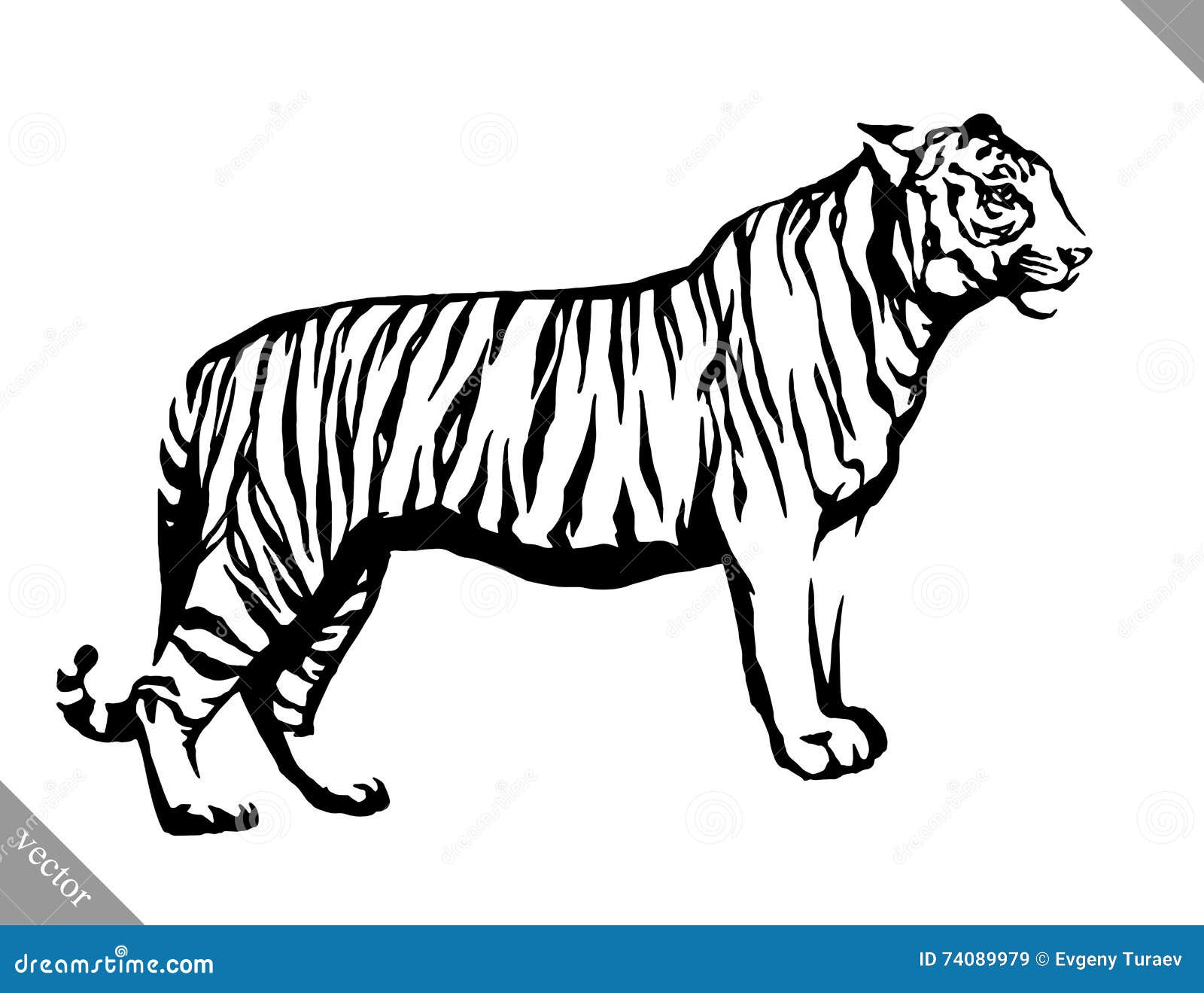 black and white tiger clipart