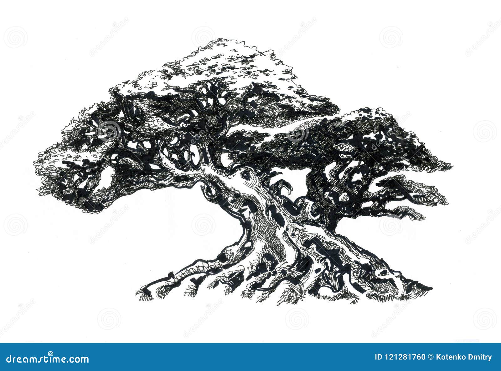 A Beautiful Tree A Drawing Drawing Deciduous Tree In The Style Of Bonsai Stock Illustration Illustration Of Background Leaves