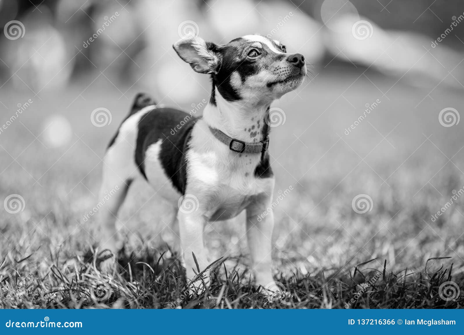 black and white jack russell boston terrier