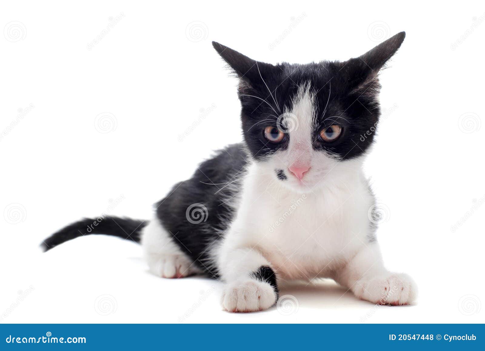 Black and white kitten stock photo. Image of studio, alertness - 20547448