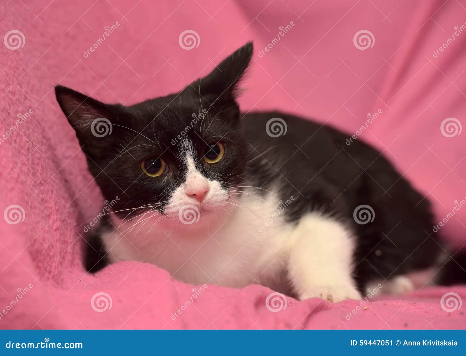Black and white kitten stock image. Image of background 59447051