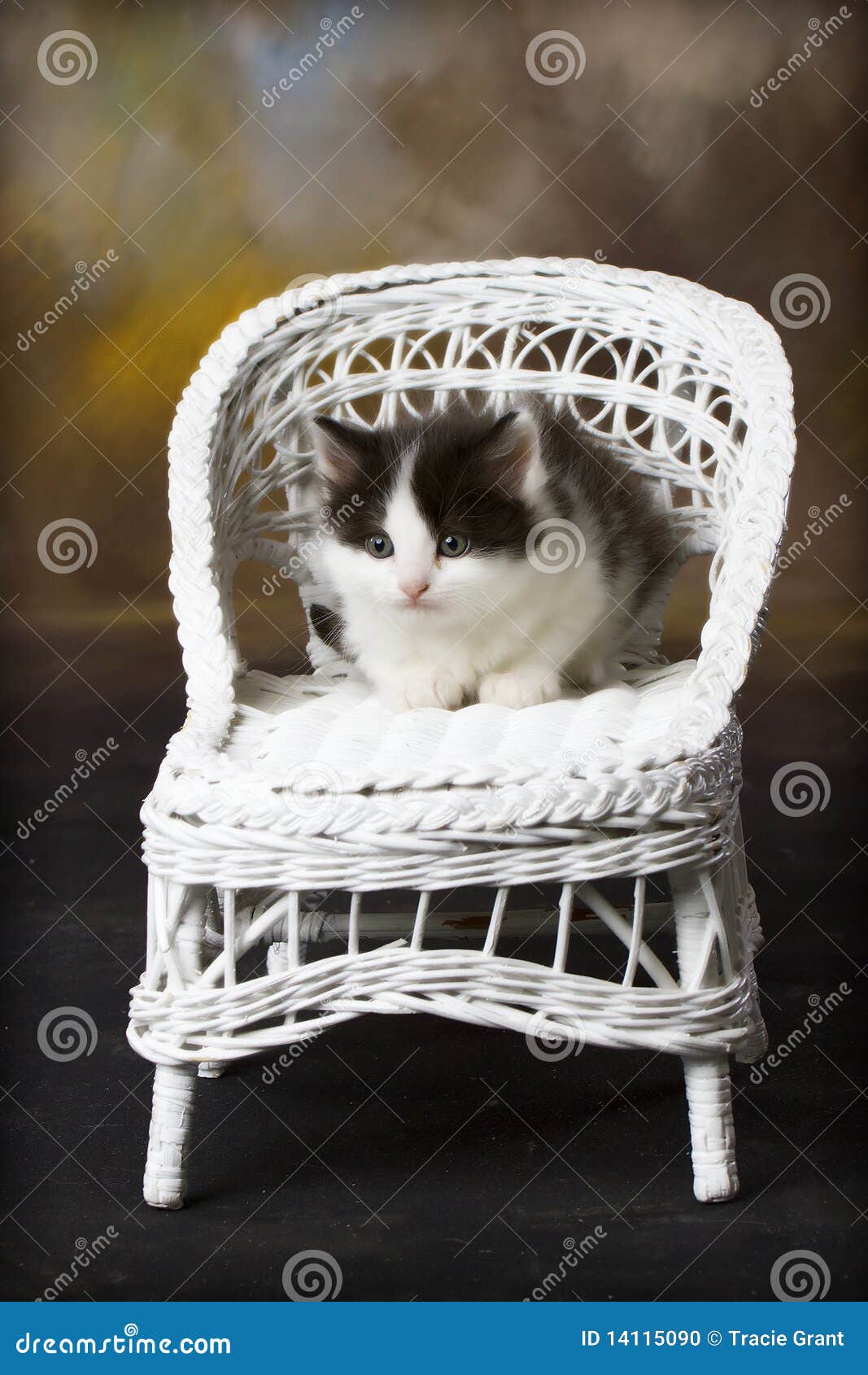 Black and White Kitten on Wicker Chair Stock Photo Image of wicker