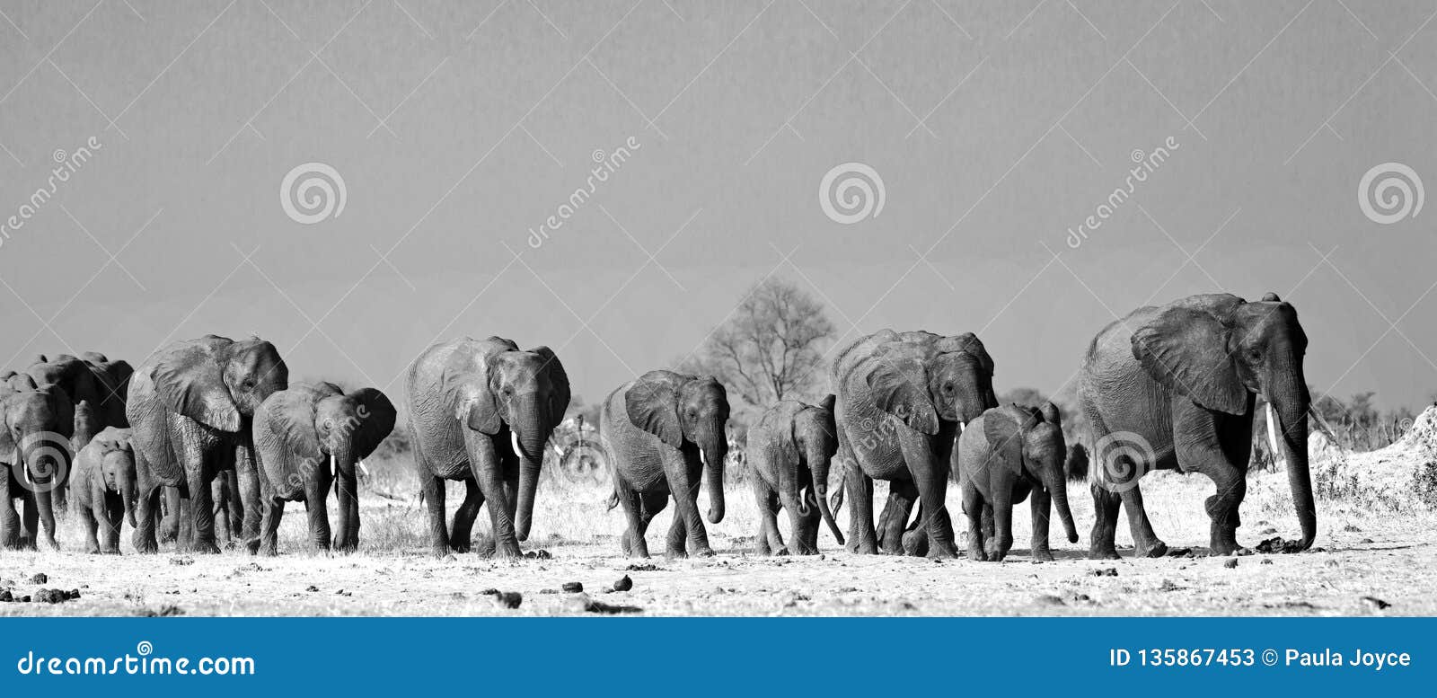 black & white landscape of a large herd of elephants walking across the african savannah in hwange national park