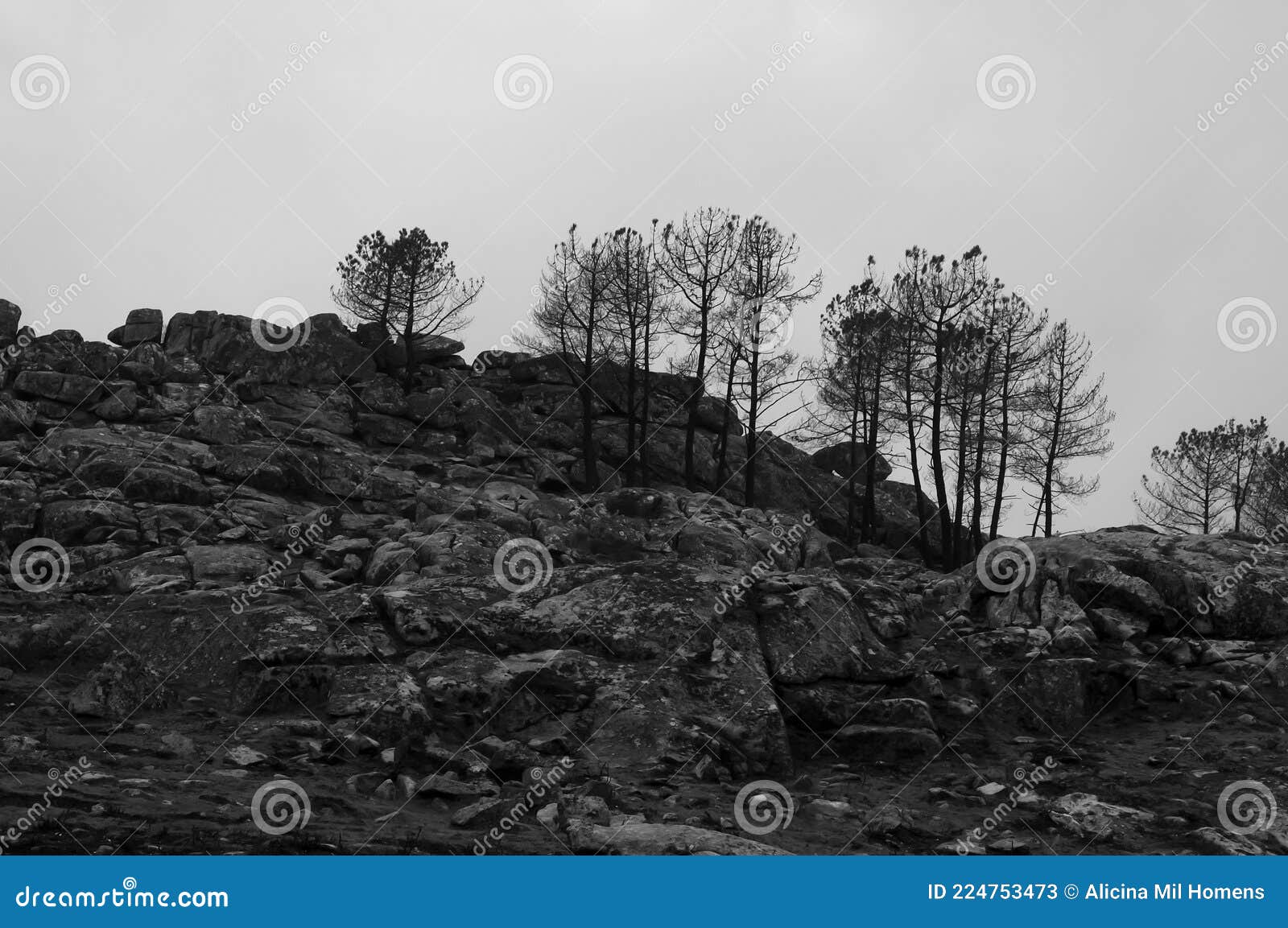 Black and White Landscape of Trees on a Mountain Stock Image Image of