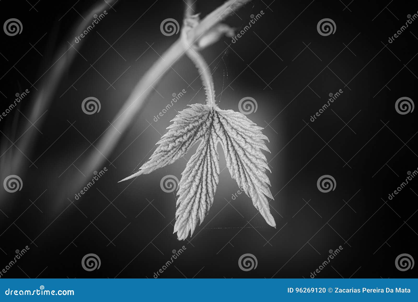 Black and White Leaf Background Stock Photo - Image of wallpaper
