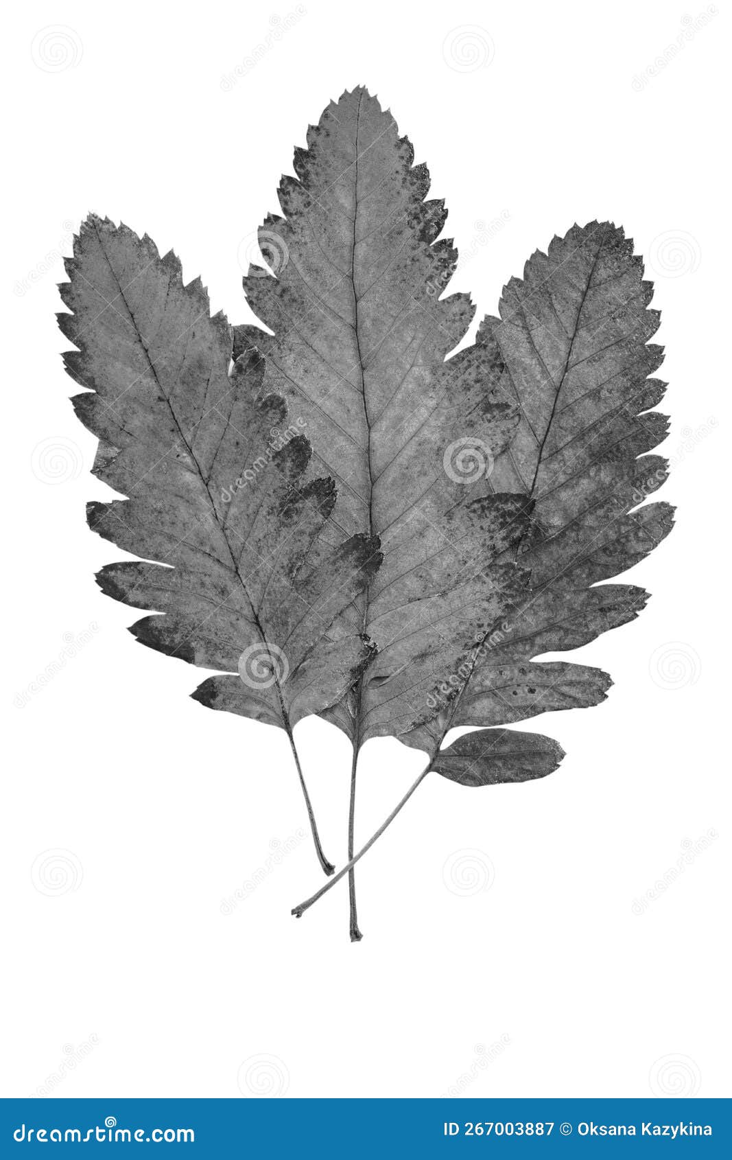 Black and White Leaves on a White Background Stock Image Image of