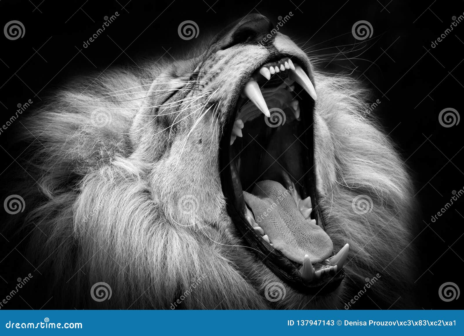 Black And White Lion With Open Mouth Stock Image Image Of