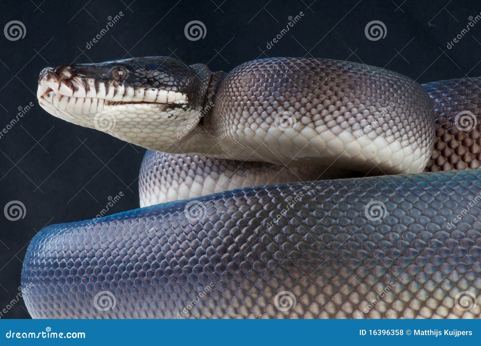 black white-lipped python