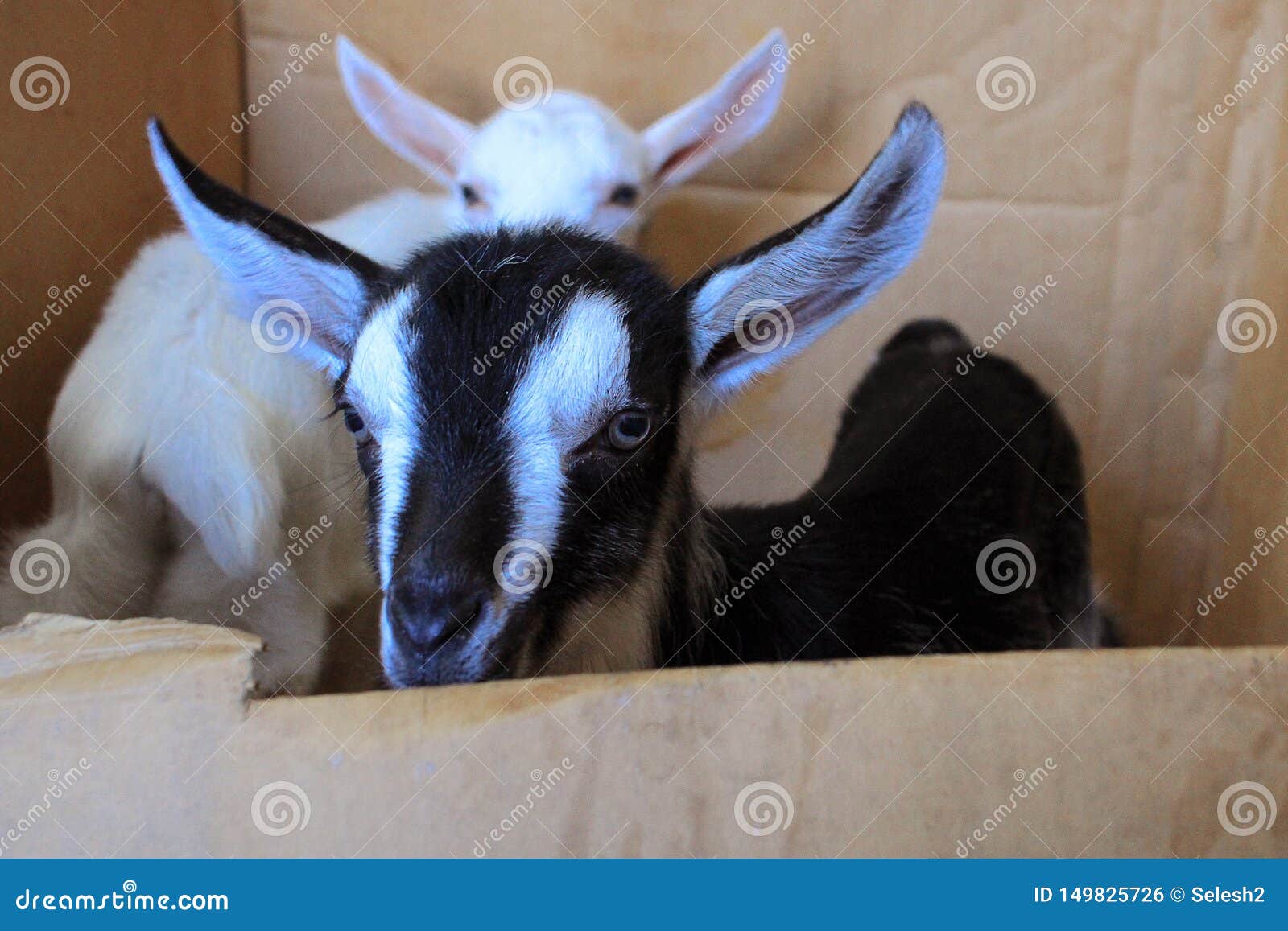 Black and White Little Goat with Big Ears in the Foreground. Behind is a  White Goat Stock Photo - Image of small, goat: 149825726