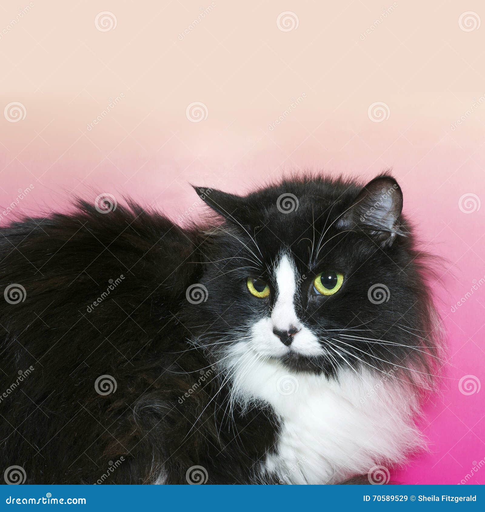 Black and White Long Hair Tuxedo Cat with Green Eyes Stock Image - Image of  face, nature: 70589529