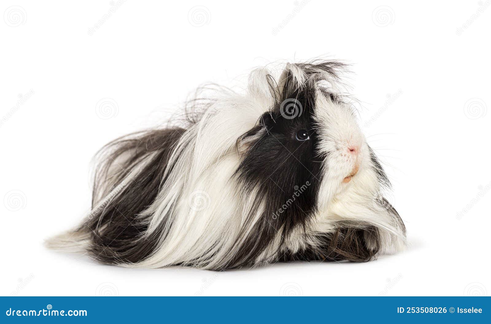 Guinea Pigs Long Haired Black and White Long Haired Guinea Pig, Standing in Front Stock Photo -  Image of shot, mammal: 253508026