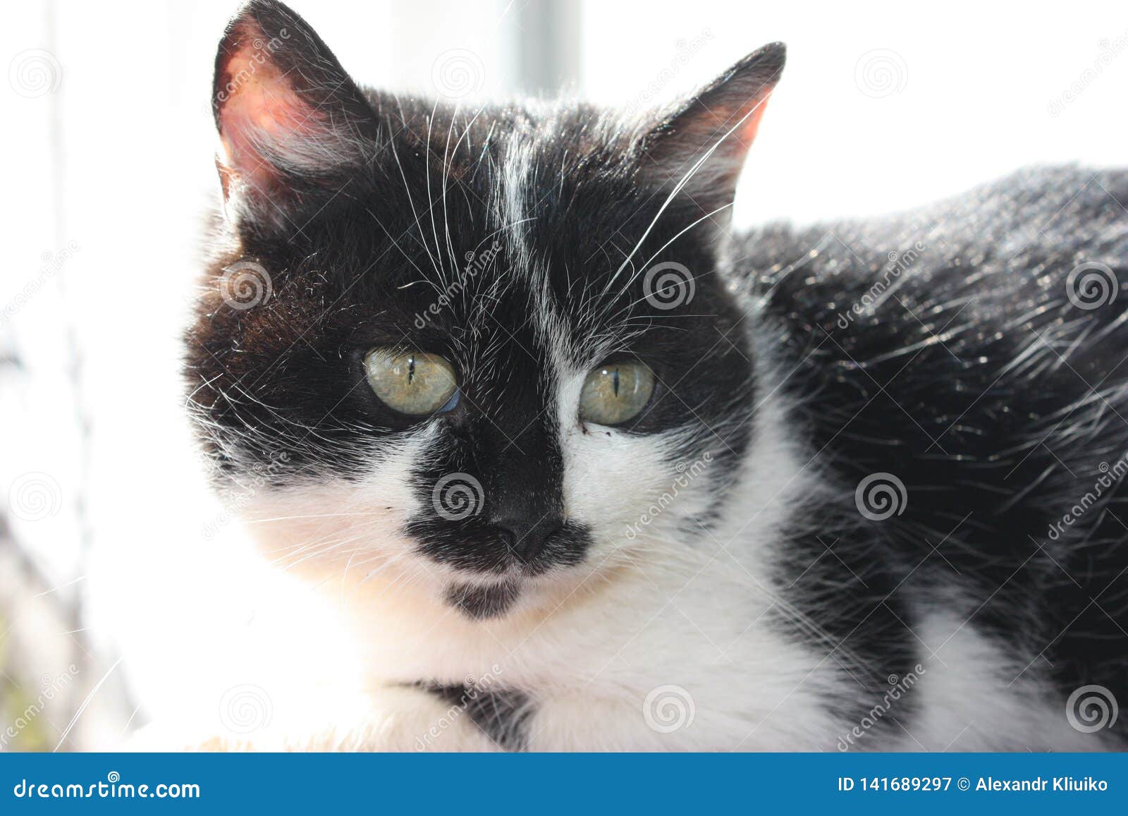 Black And White Long Haired Relaxed Cat Basking In The Sun Stock