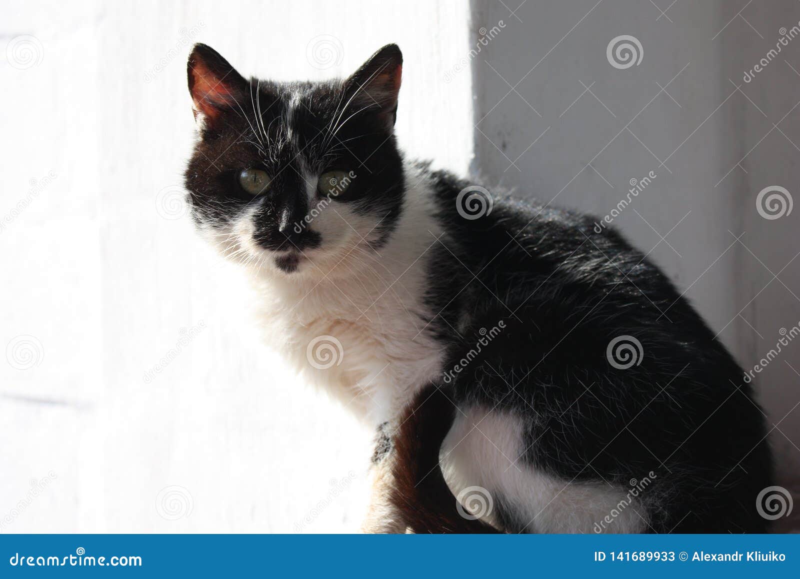 Black And White Long Haired Relaxed Cat Basking In The Sun Stock
