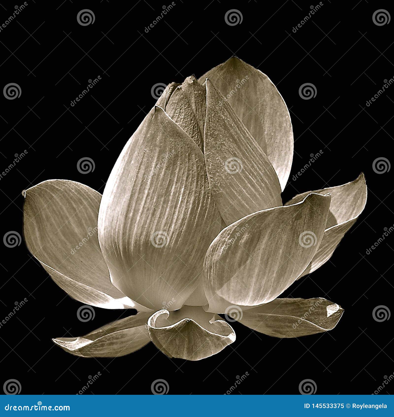 Black and White Lotus Flower Stock Image - Image of blooming, lotus